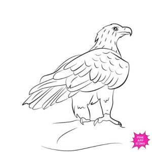 20+ Easy Philippine Eagle Drawing Ideas with Color