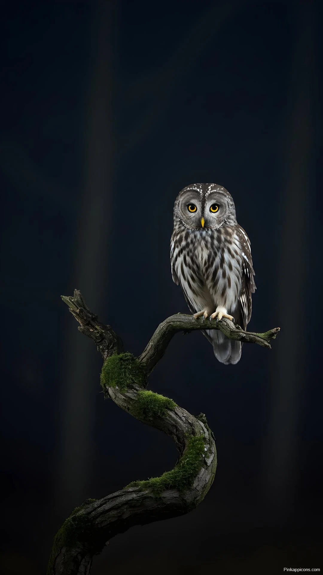 Beautiful Ural Owl Stunning Nature Wallpaper