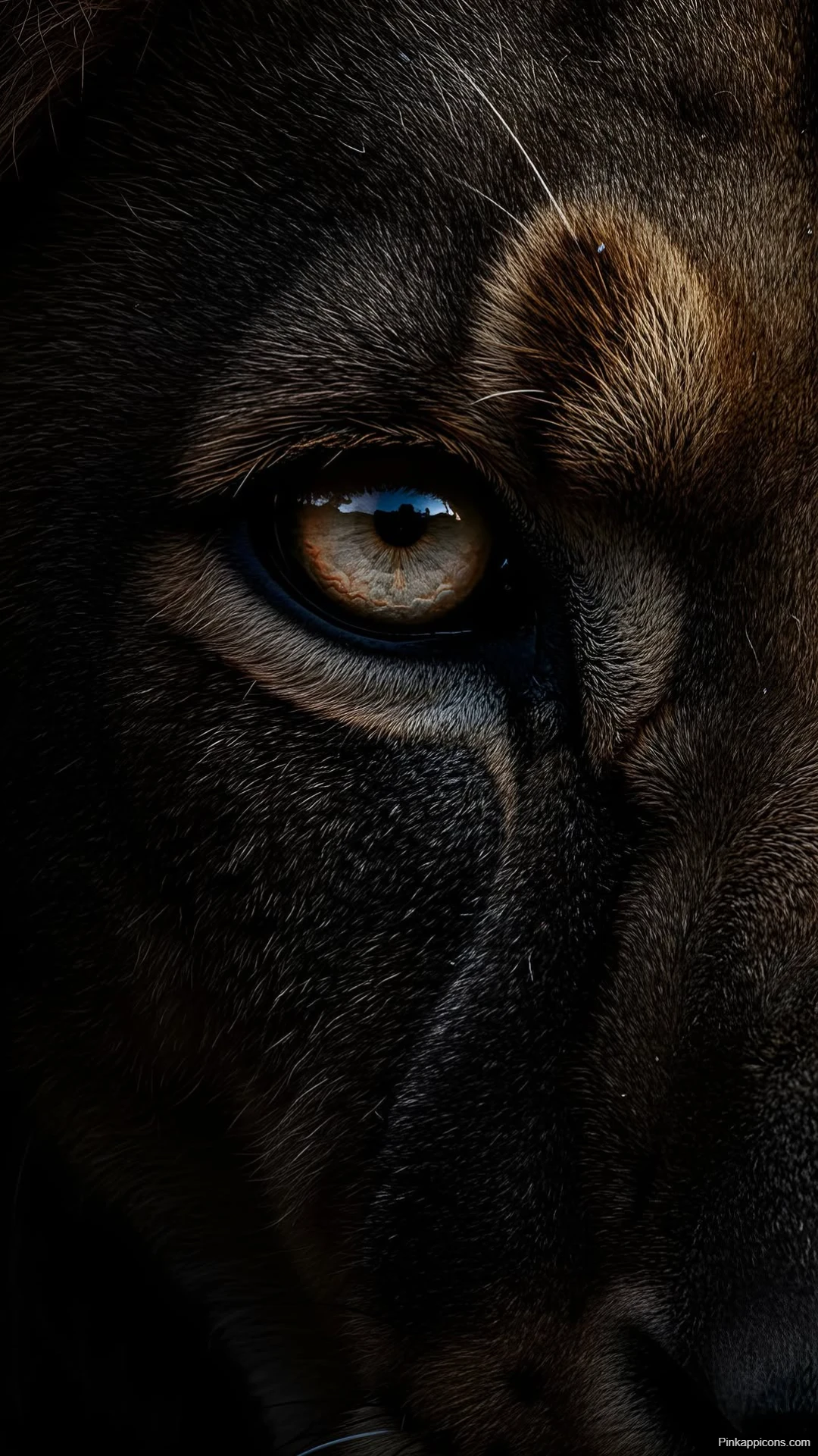 Big Lion Eye Wallpaper Powerful Lion Look