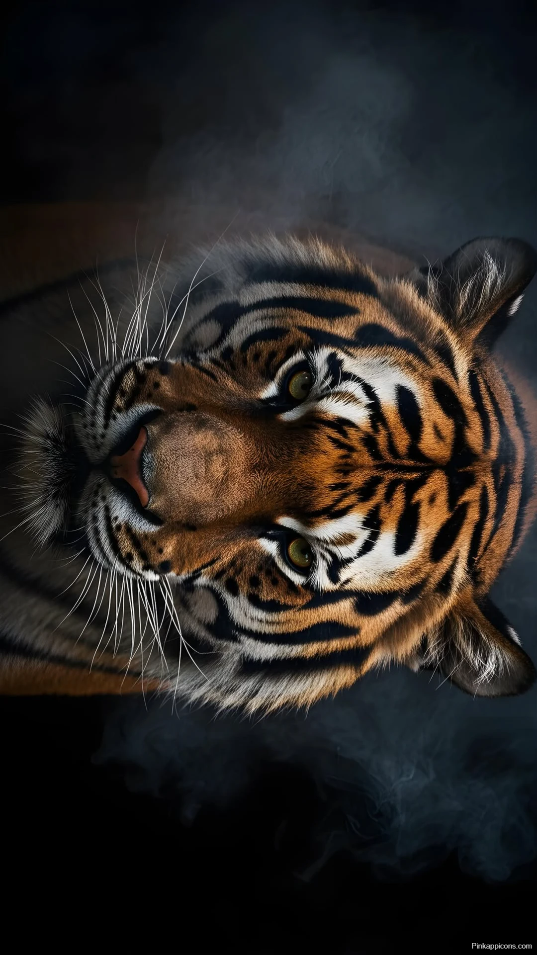 Intense Tiger Face Wallpaper Powerful Predator