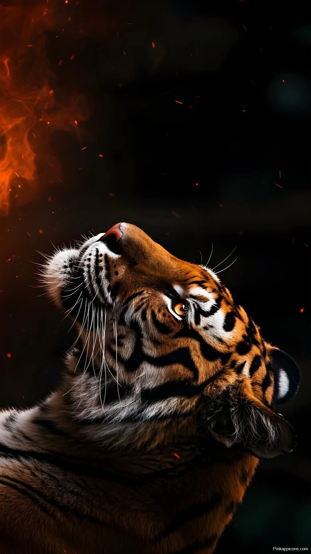 Tiger Looking Towards Fire Wallpaper Majestic Predator