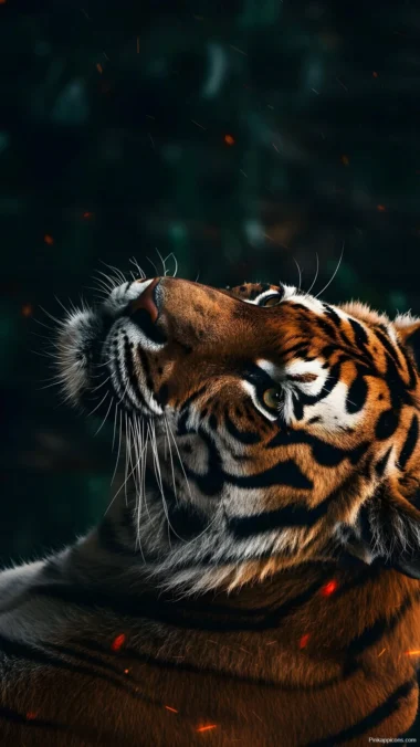 Tiger Looking Up Wallpaper Majestic Big Cat