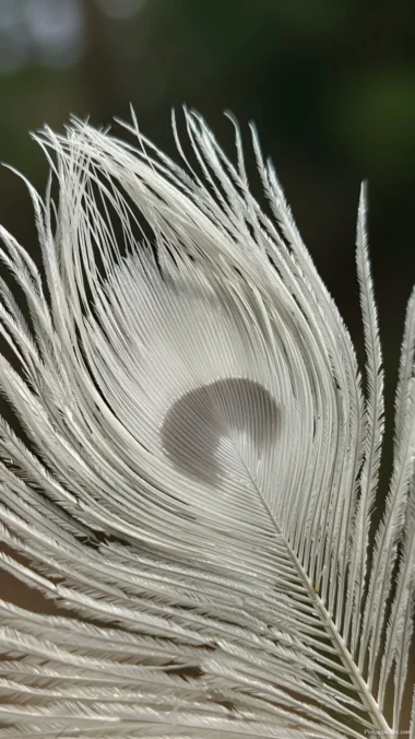 White Peacock Feather Close-up Wallpaper Delicate Texture