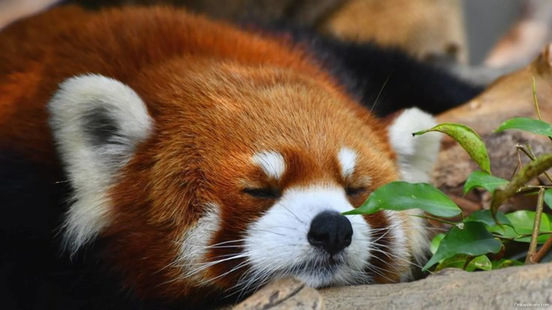 Cute Red Panda Laptop Wallpapers HD Sleeping Animal Background Cute Red Panda Laptop-Wallpapers HD Sleeping Animal Background