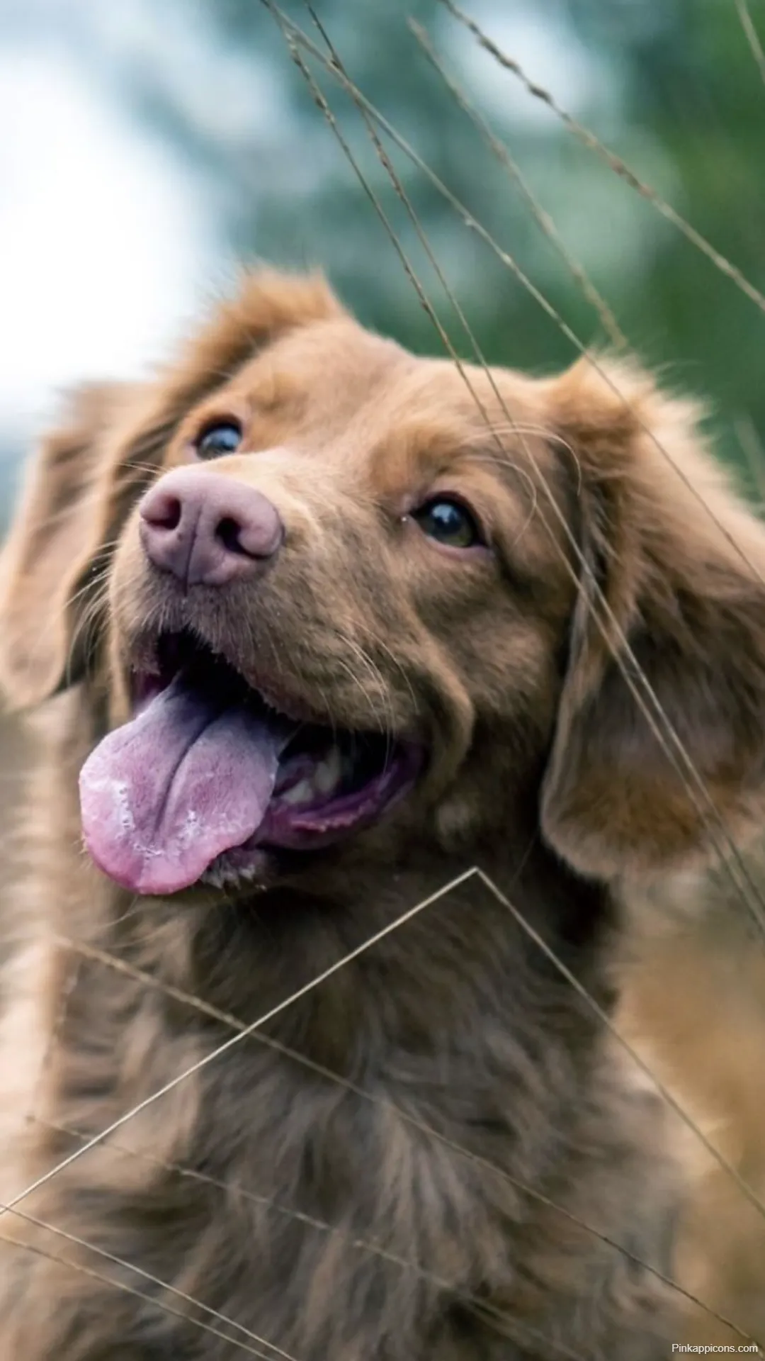 Dog Wallpapers Adorable Brown Dog with Tongue Out in Nature for Desktop and Mobile Dog-Wallpapers Adorable Brown Dog with Tongue Out in Nature for Desktop and Mobile