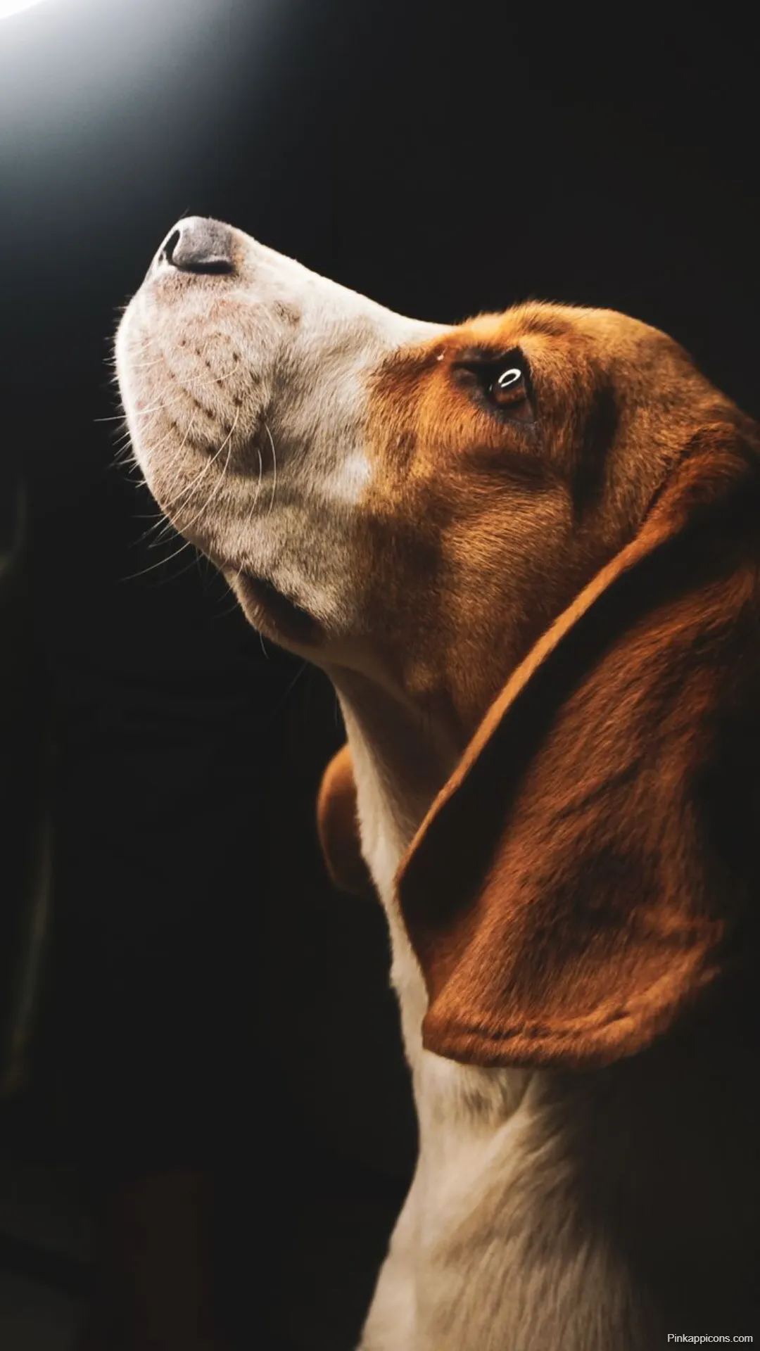 Dog Wallpapers Beagle Looking Up in Dramatic Lighting for Desktop and Mobile Dog-Wallpapers Beagle Looking Up in Dramatic Lighting for Desktop and Mobile