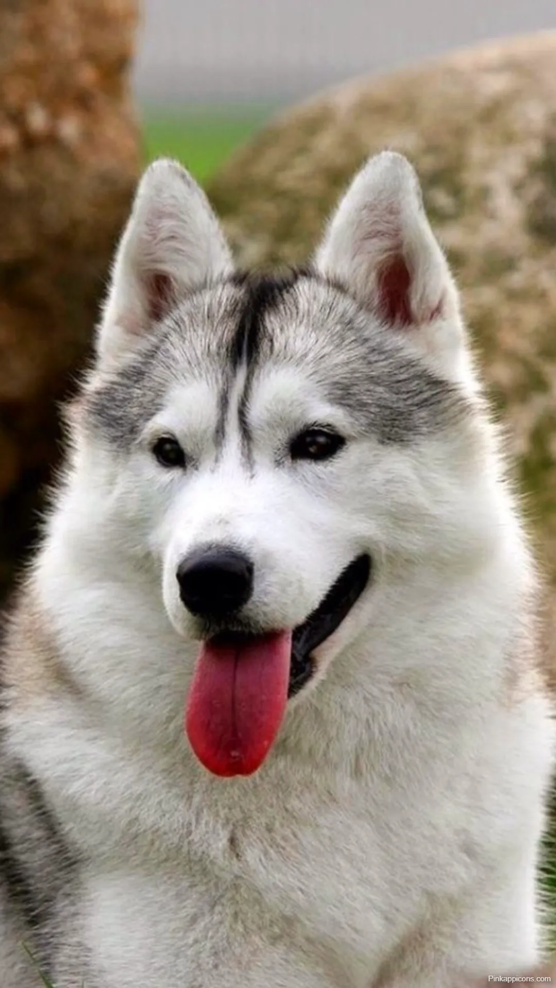 Dog Wallpapers Cute Husky with Tongue Out for Desktop and Mobile Dog-Wallpapers Cute Husky with Tongue Out for Desktop and Mobile