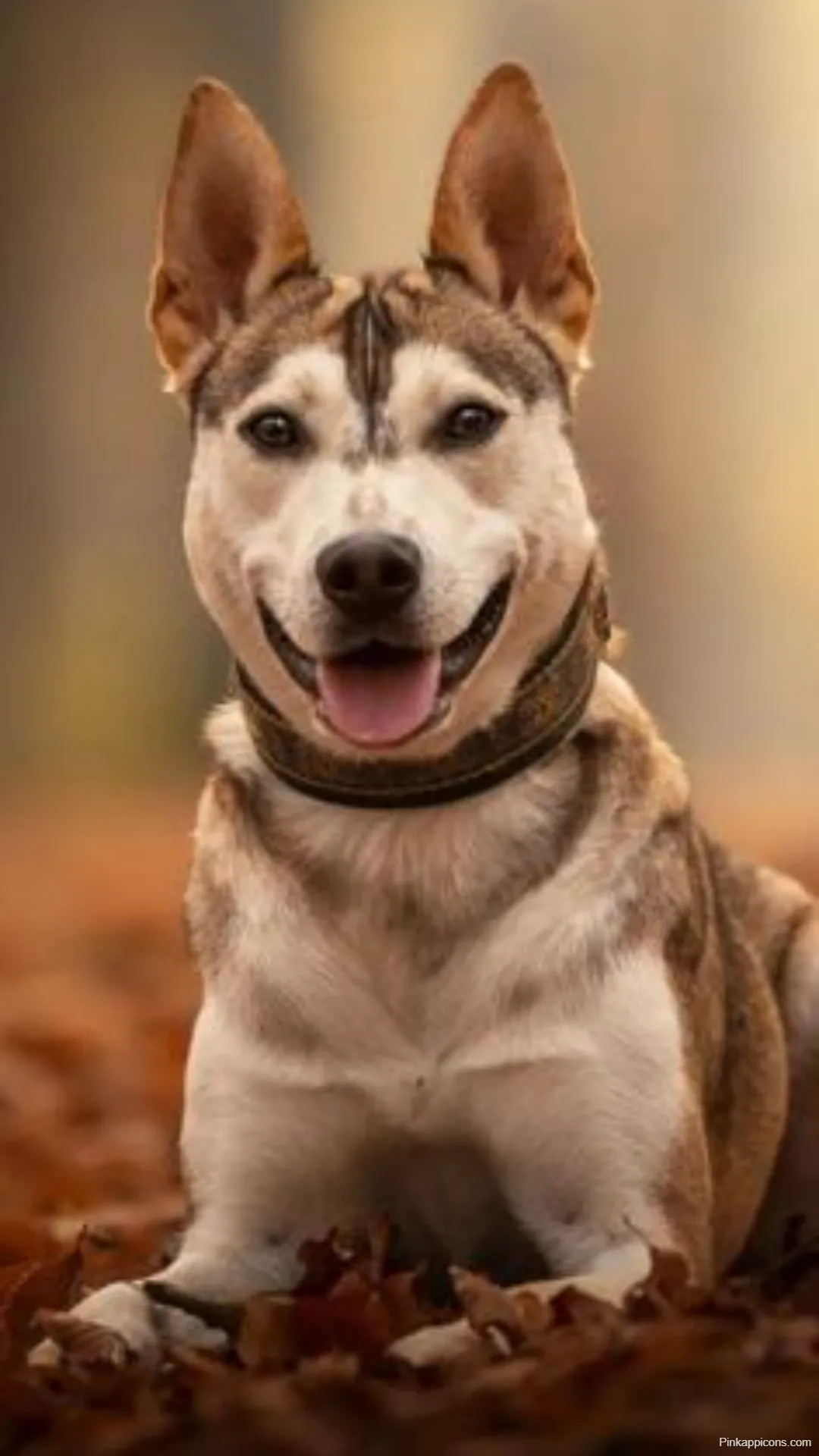Dog Wallpapers Happy Husky Lying on Autumn Leaves for Desktop and Mobile Dog-Wallpapers Happy Husky Lying on Autumn Leaves for Desktop and Mobile