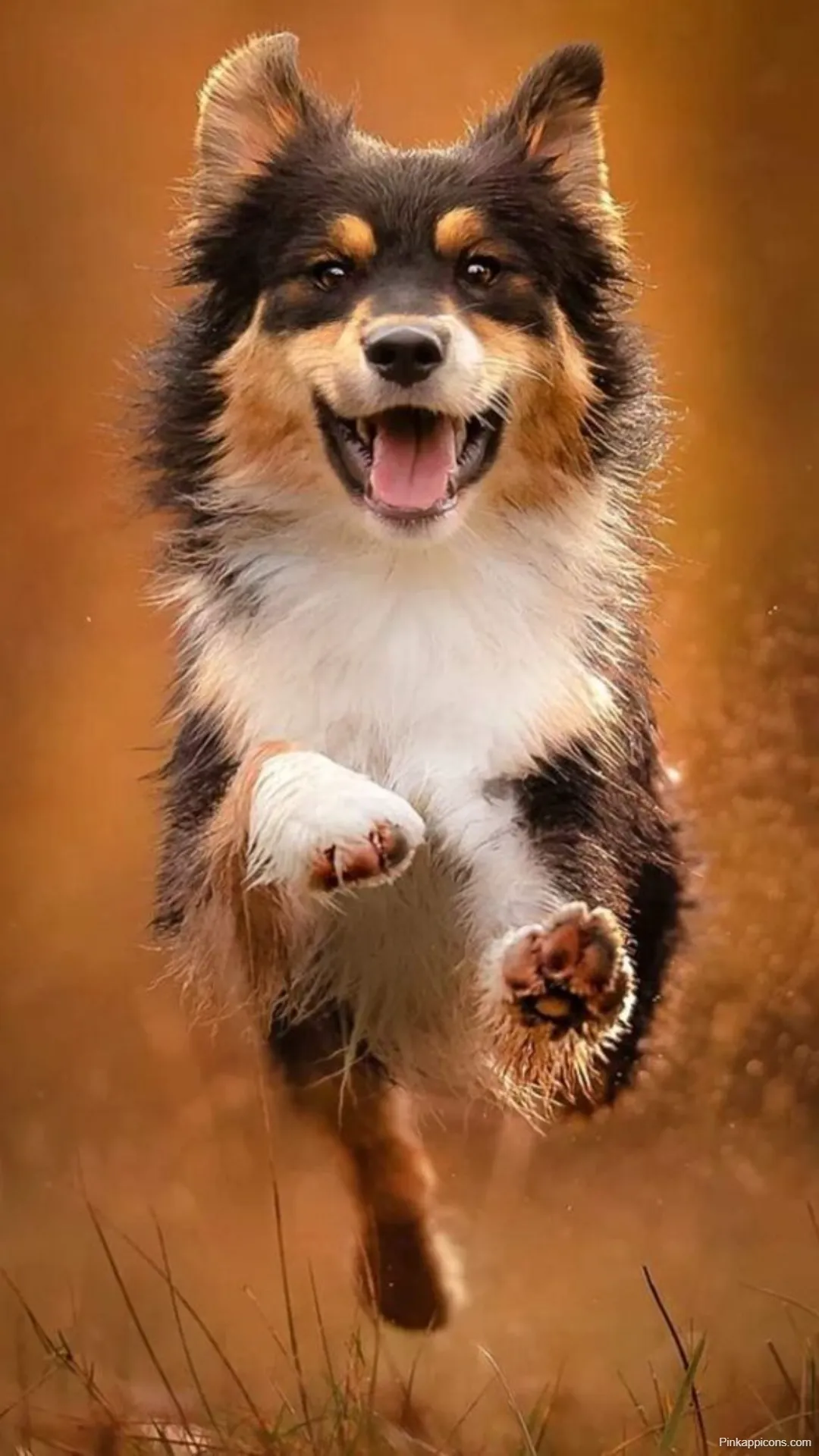 Dog Wallpapers Joyful Tricolor Dog Jumping in Autumn Field for Desktop and Mobile Dog-Wallpapers Joyful Tricolor Dog Jumping in Autumn Field for Desktop and Mobile