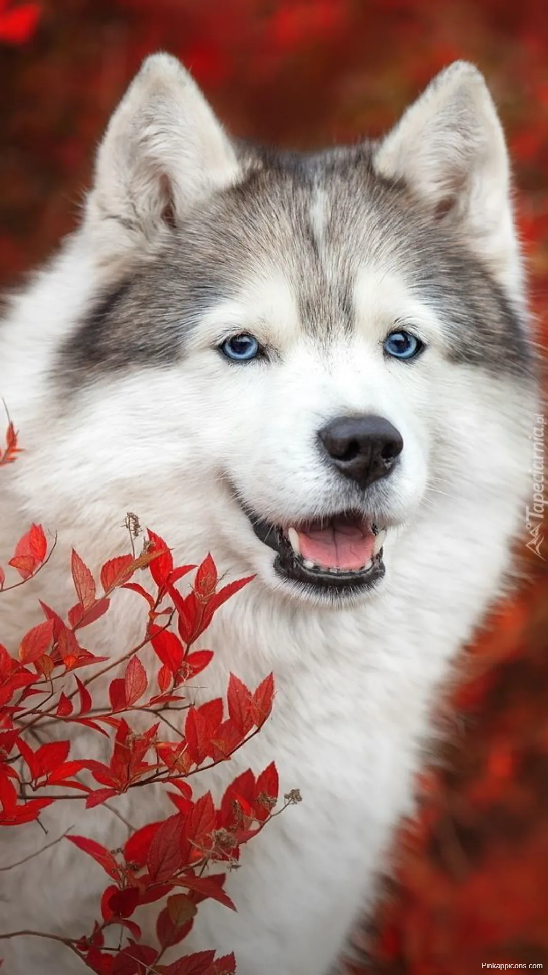 Dog Wallpapers Majestic Alaskan Malamute Dog Wallpapers Majestic Alaskan Malamute