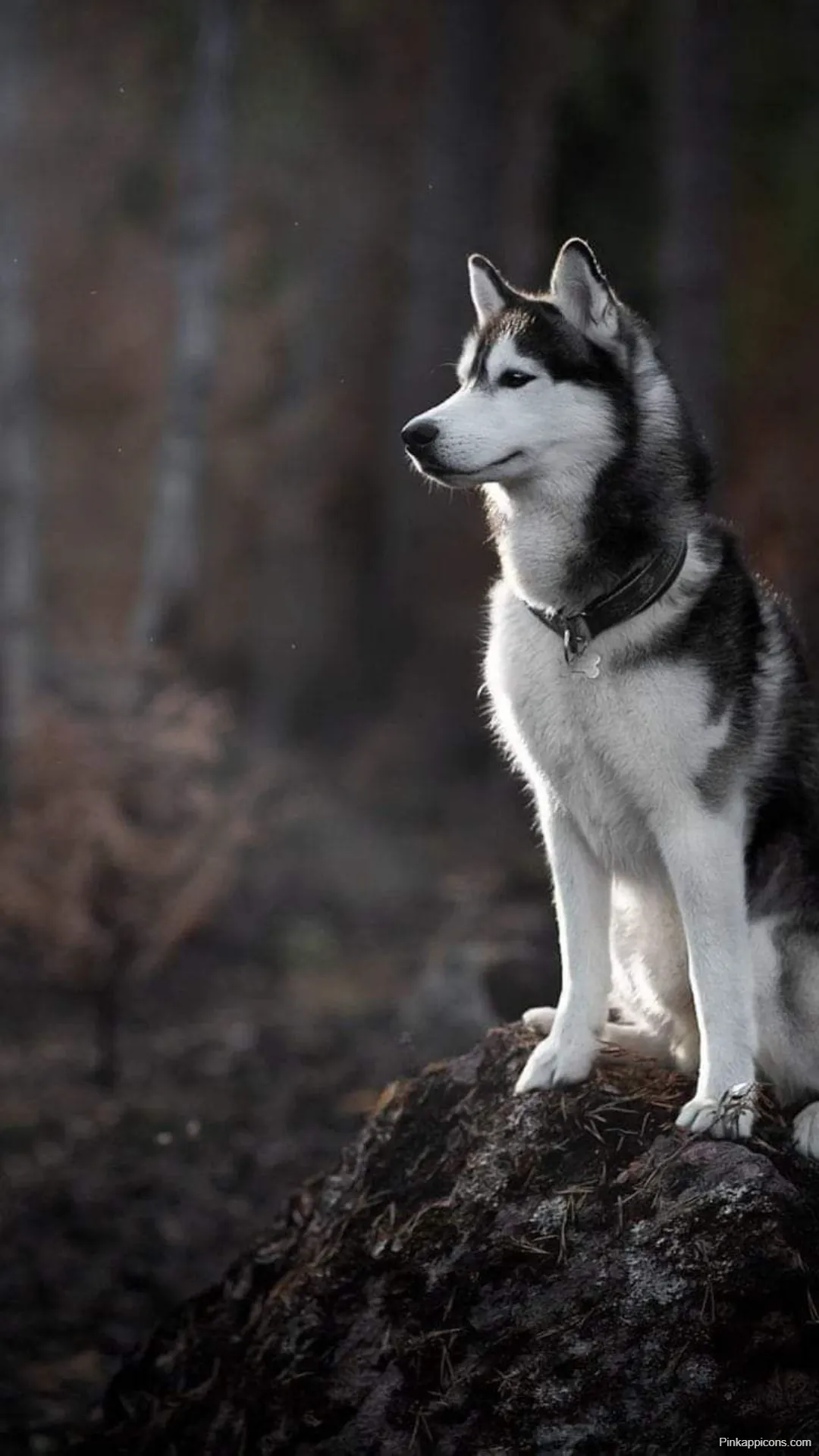 Dog Wallpapers Majestic Siberian Husky in Nature Dog Wallpapers Majestic Siberian Husky in Nature