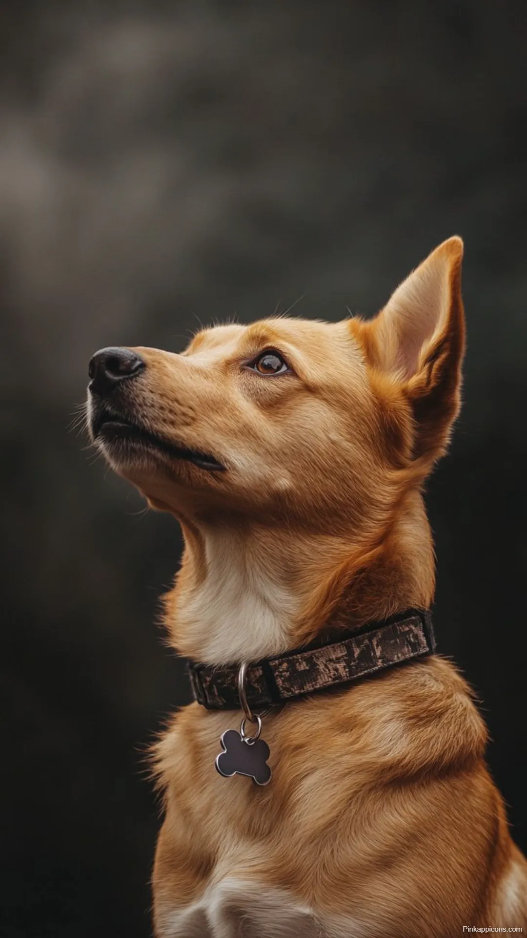 Dog Wallpapers Thoughtful Brown Dog with Collar in Dark Background for Desktop and Mobile Dog-Wallpapers Thoughtful Brown Dog with Collar in Dark Background for Desktop and Mobile