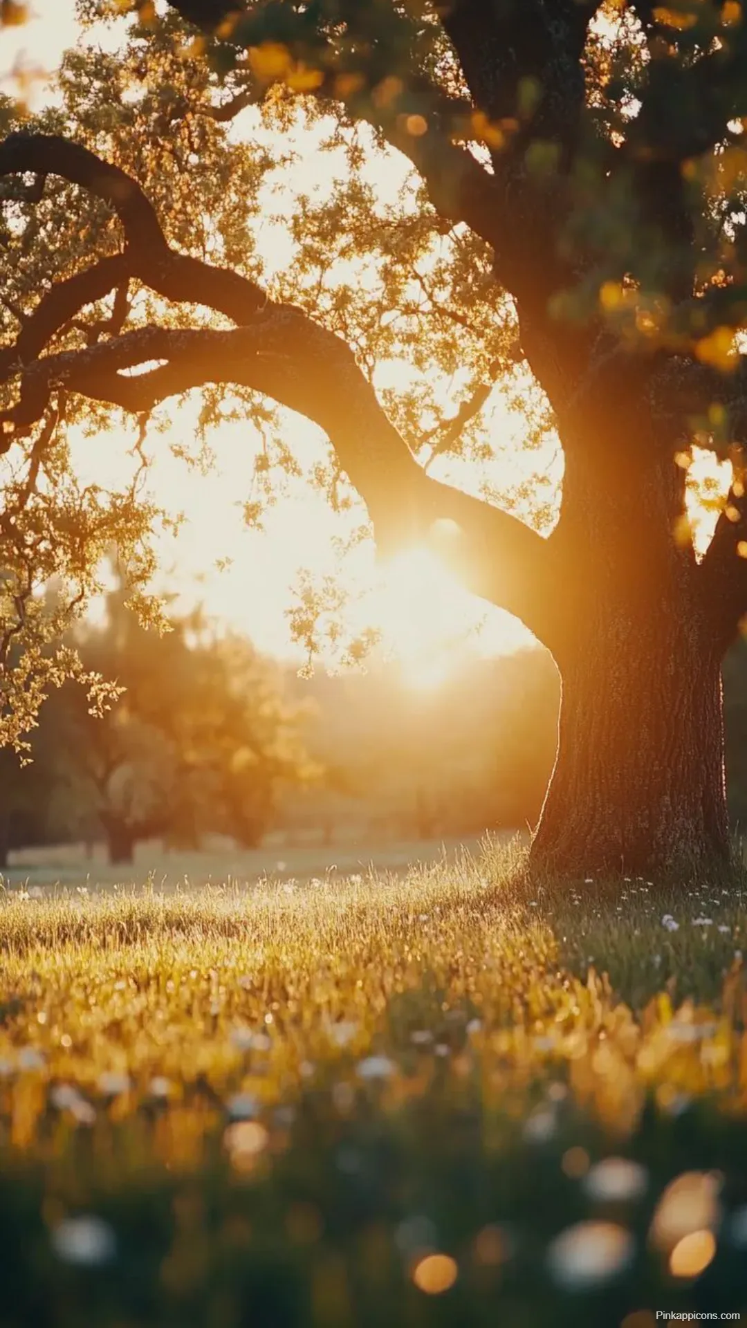 Sunrise Wallpapers Beautiful Oak Tree at Golden Sunrise Sunrise Wallpapers Beautiful Oak Tree at Golden Sunrise