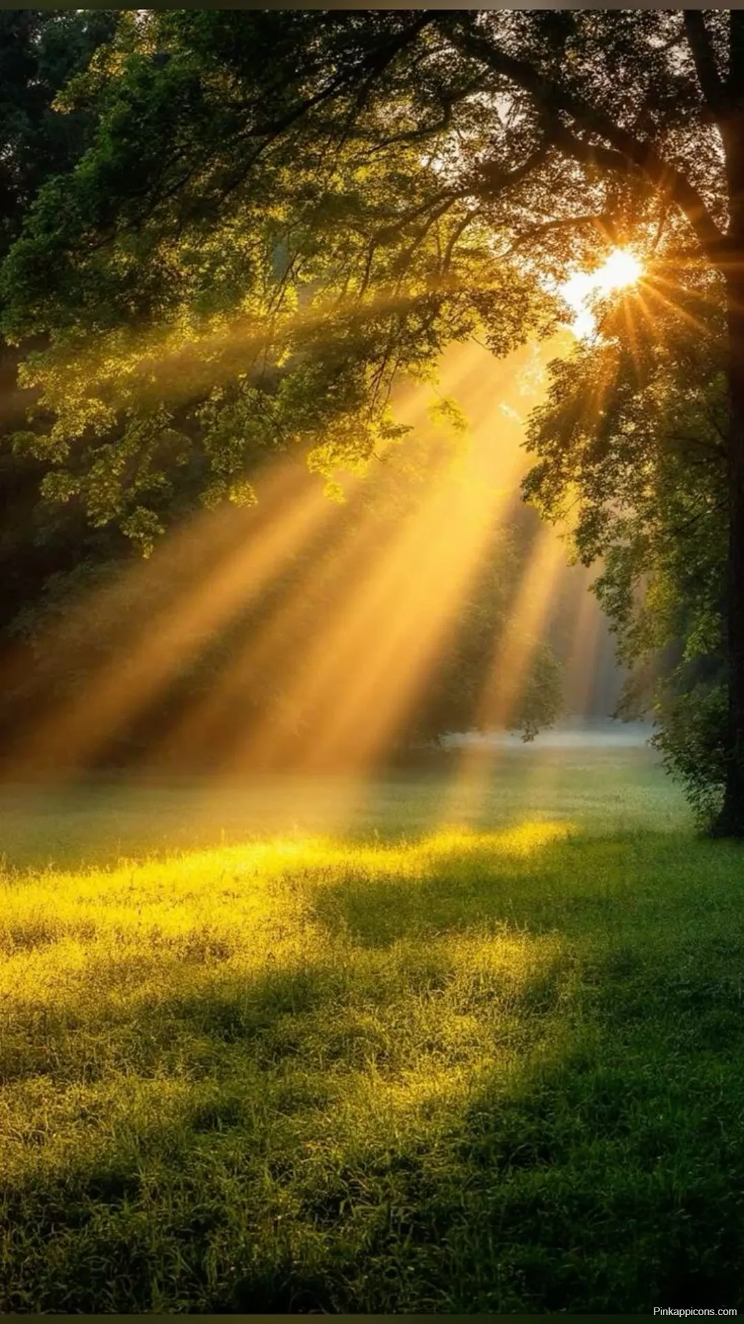 Sunrise Wallpapers Golden Sunbeams Through Forest Trees Sunrise Wallpapers Golden Sunbeams Through Forest Trees
