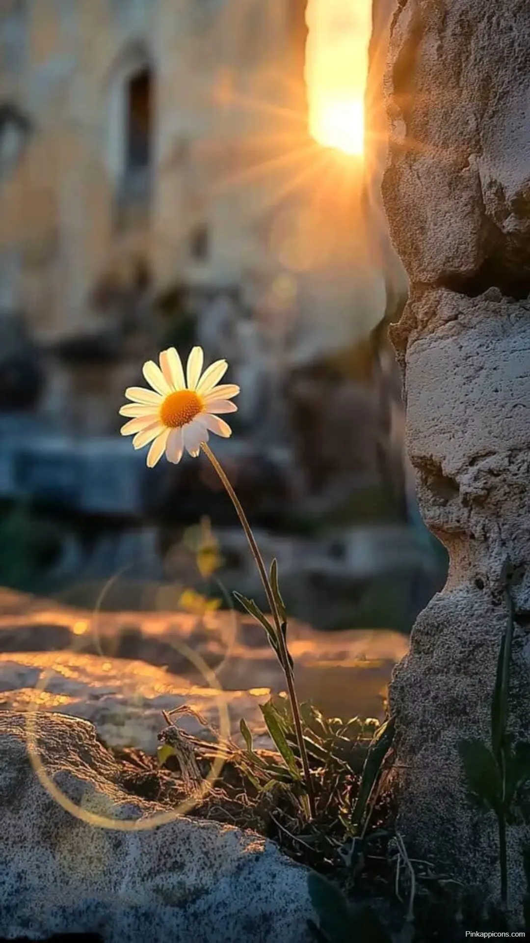 Sunrise Wallpapers Sunlit Daisy Among Ancient Stone Ruins Sunrise-Wallpapers Sunlit Daisy Among Ancient Stone Ruins
