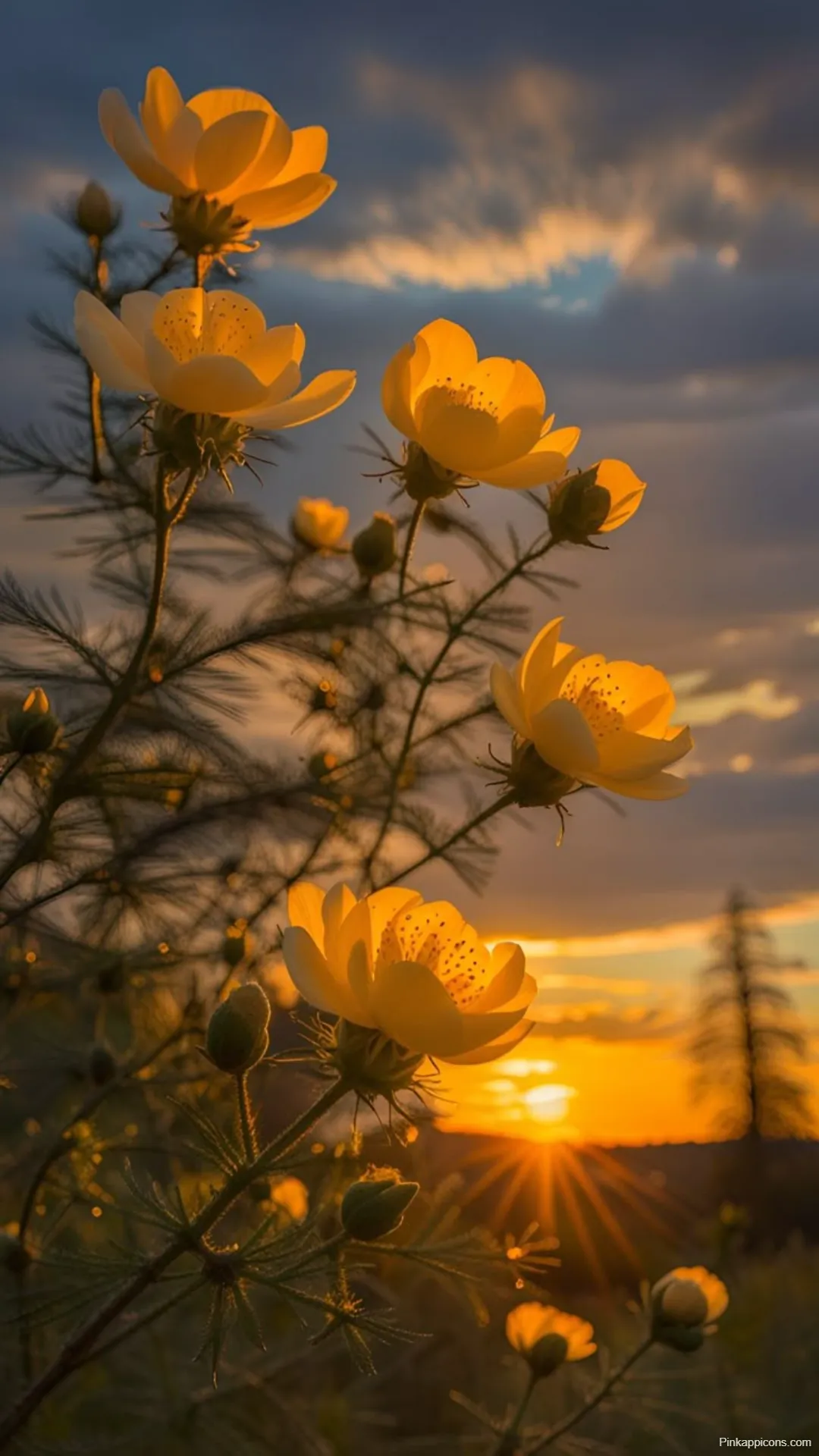 Sunrise Wallpapers Sunlit Yellow Blooms Against Dramatic Sky Sunrise-Wallpapers Sunlit Yellow Blooms Against Dramatic Sky