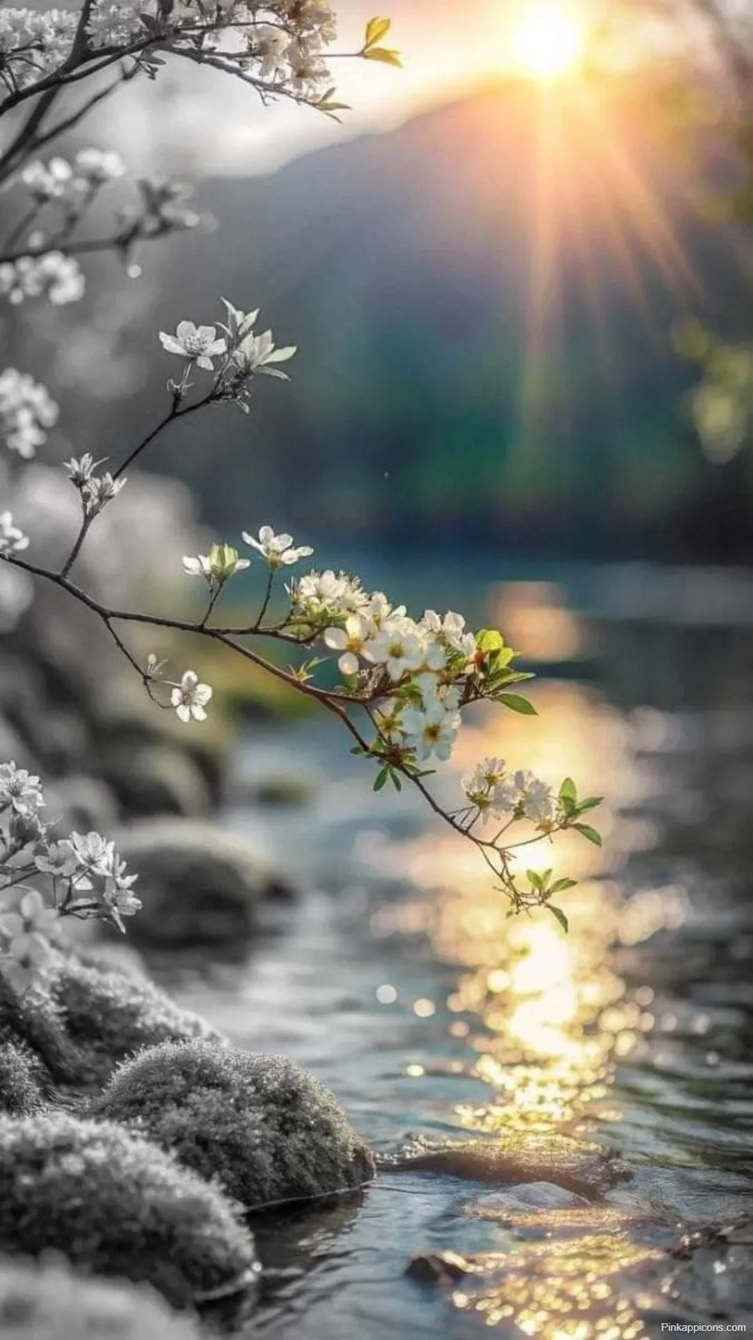 Sunrise Wallpapers White Blossoms Sunlit Water Selective Color Sunrise-Wallpapers White Blossoms & Sunlit Water (Selective Color)