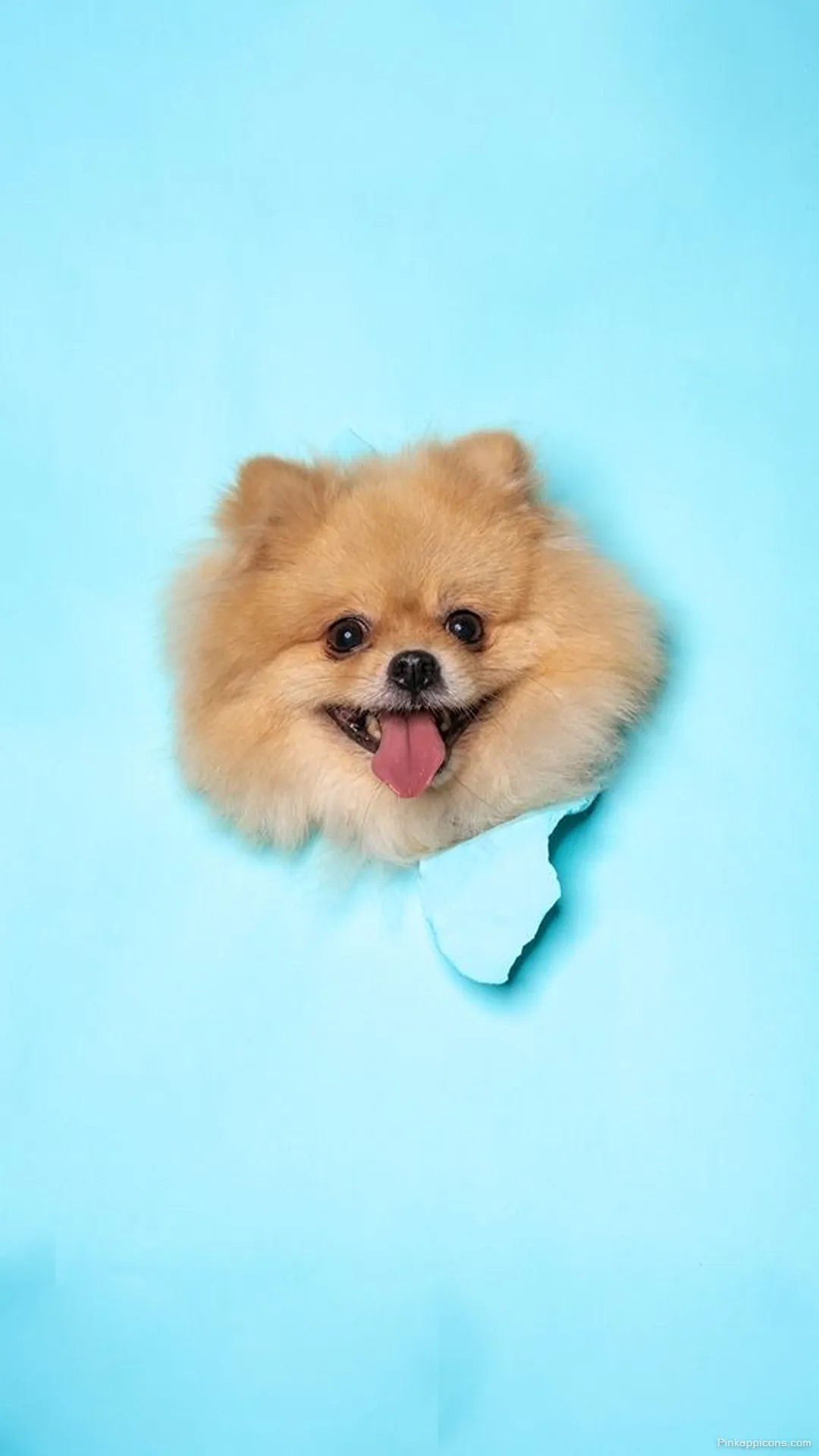 Cute Dog Wallpaper Happy Pomeranian on Blue Background Cute Dog Wallpaper Happy Pomeranian on Blue Background