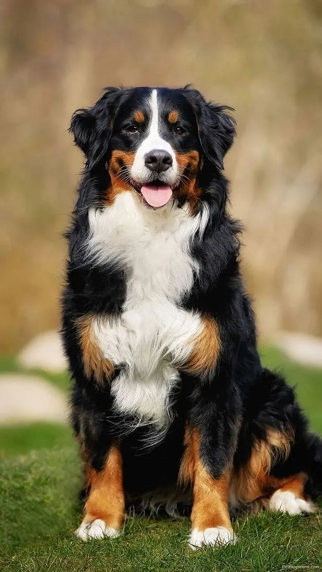 Happy Bernese Mountain Dog Cute Dog Wallpaper for Phones Happy Bernese Mountain Dog Cute Dog Wallpaper for Phones