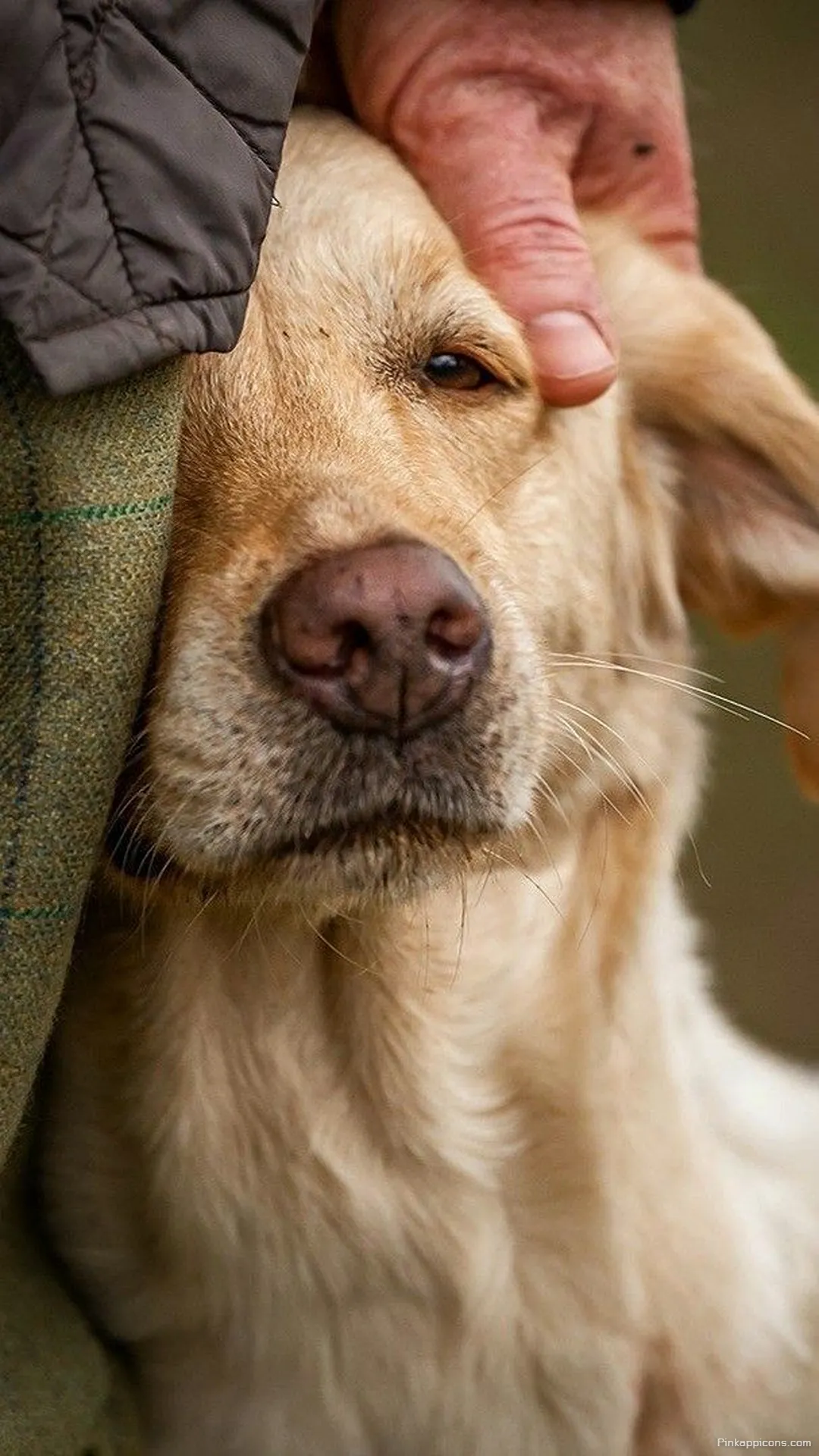 Heartwarming Golden Retriever Petting Cute Dog Wallpaper Heartwarming Golden Retriever Petting Cute Dog Wallpaper