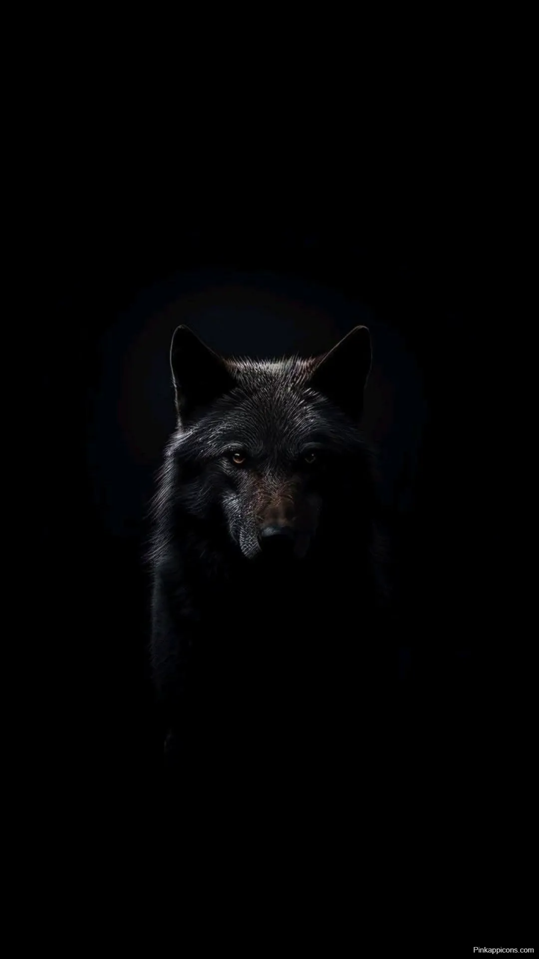 Majestic Black Wolf Black Wallpapers [4K, HD]