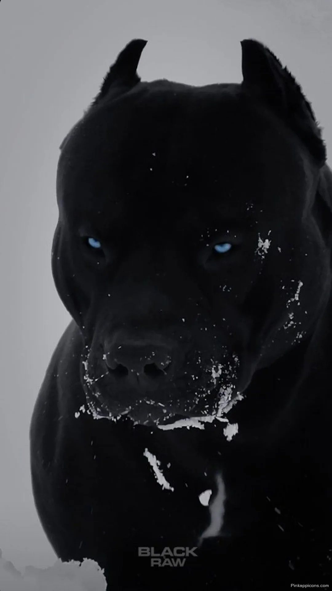 Striking Black Dog with Blue Eyes Cute Dog Wallpaper in Snow Striking Black Dog with Blue Eyes Cute Dog Wallpaper in Snow
