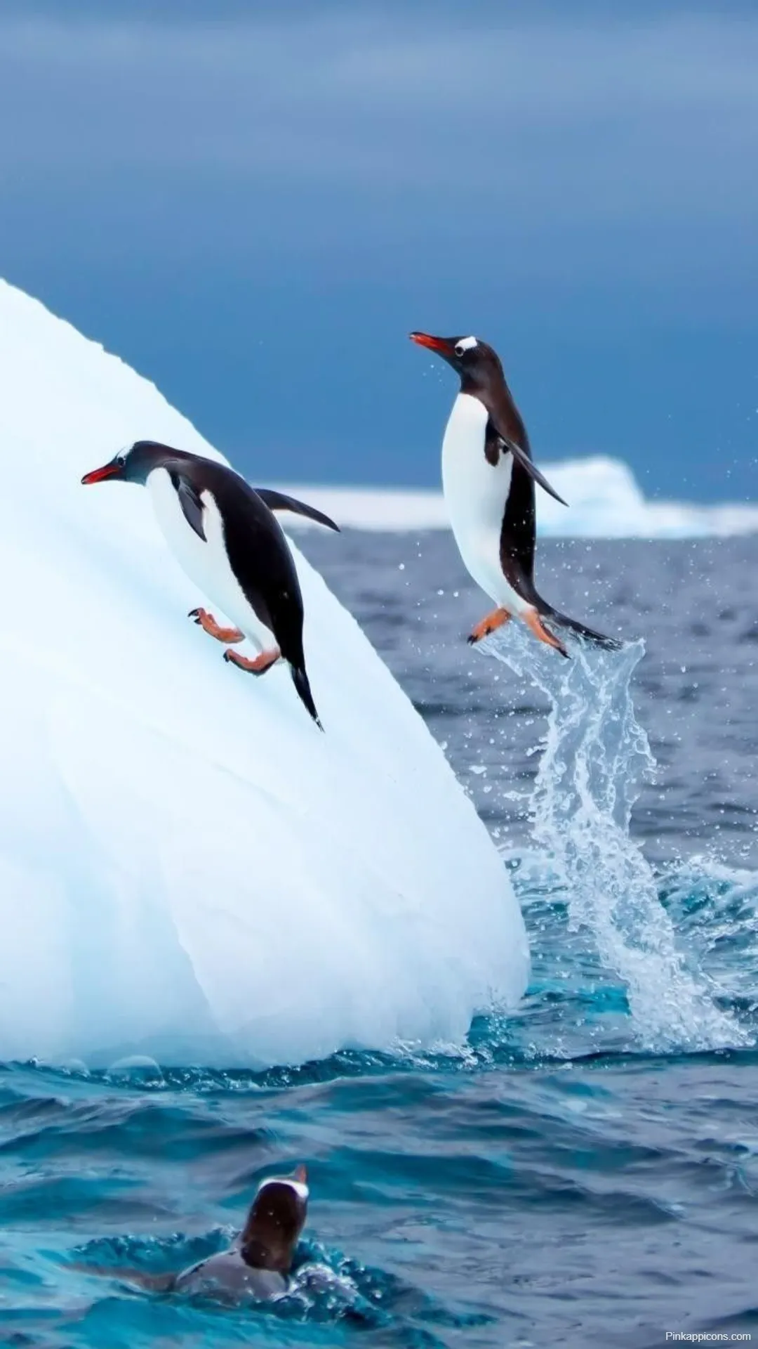 Stunning Bird Wallpaper Action Shot of Penguins Diving from Ice Best Bird Wallpapers Stunning Bird Wallpaper Action Shot of Penguins Diving from Ice – Best Bird Wallpapers