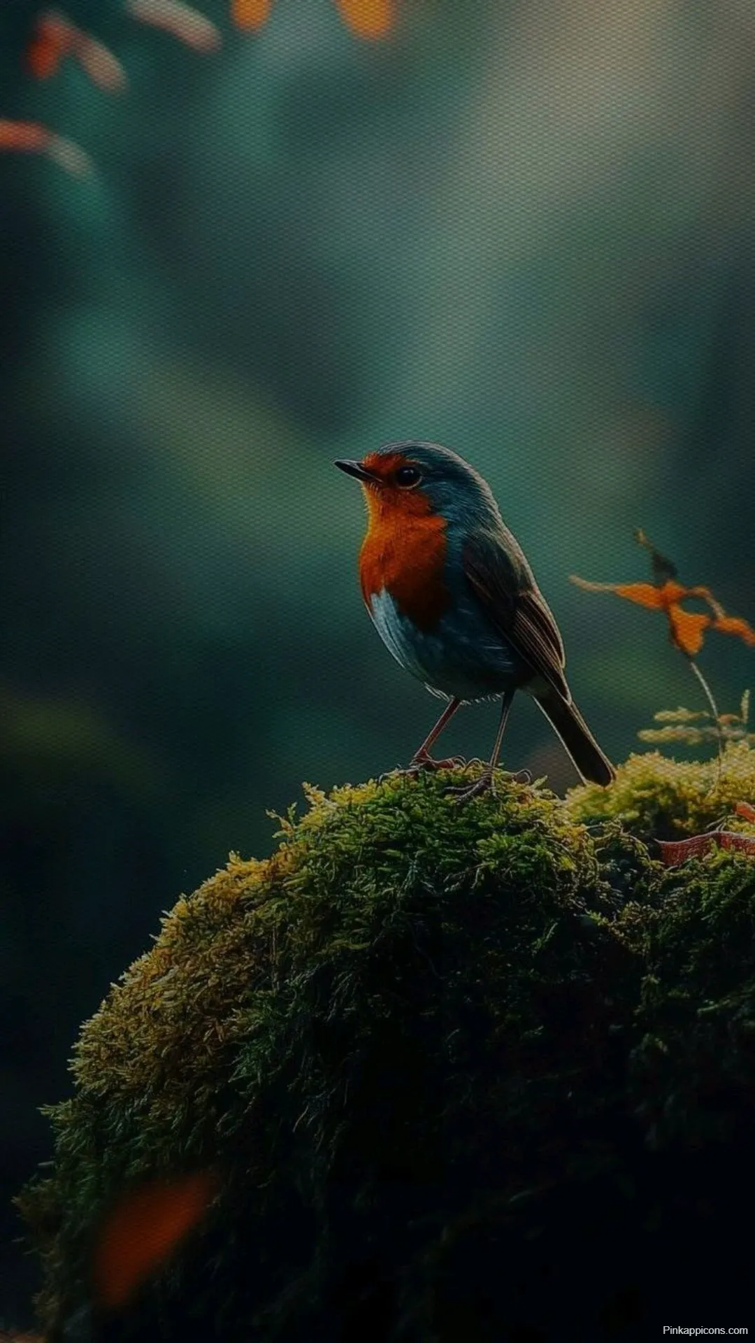 Stunning Bird Wallpaper European Robin on Green Moss Best Bird Wallpapers Stunning Bird Wallpaper European Robin on Green Moss – Best Bird Wallpapers