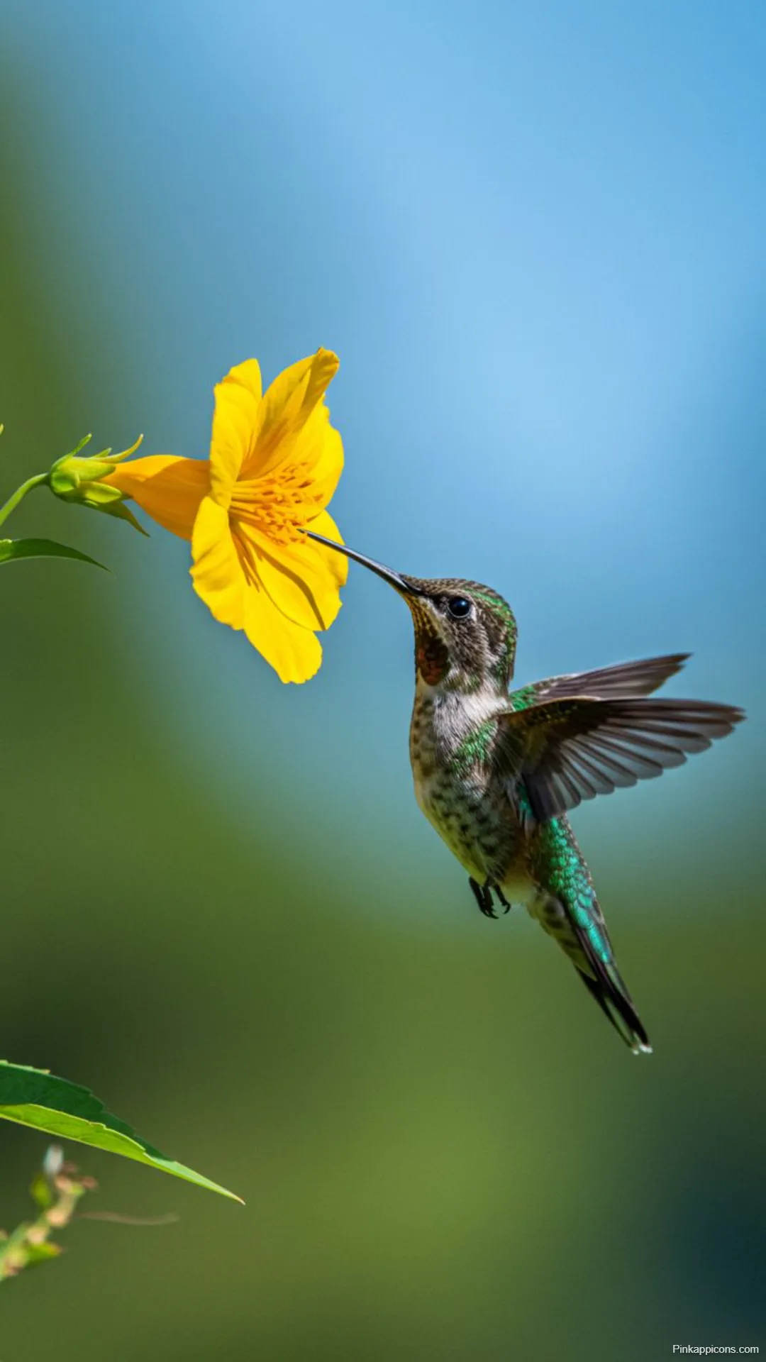 Stunning Bird Wallpaper Vibrant Hummingbird and Flower on a Blue Background Best Bird Wallpapers Stunning Bird Wallpaper Vibrant Hummingbird and Flower on a Blue Background – Best Bird Wallpapers