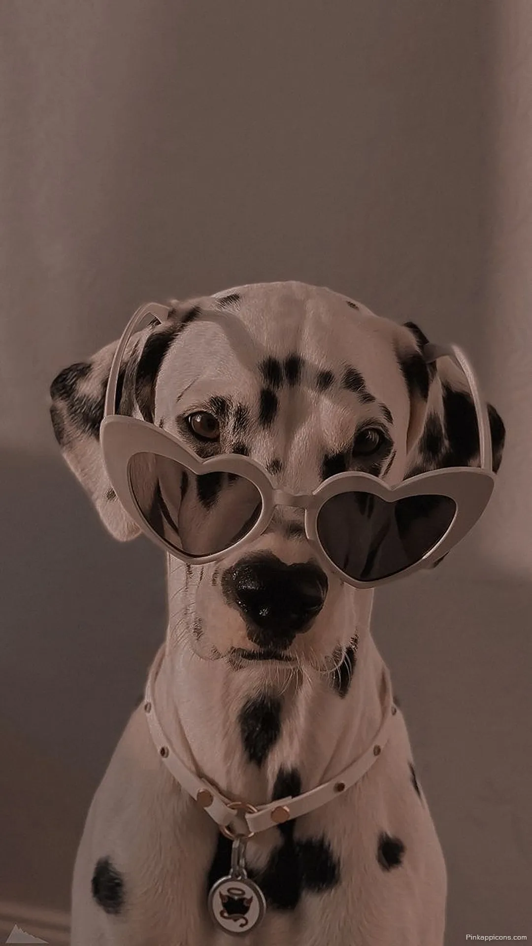 Unique Dalmatian Portrait Cute Dog Wallpaper with Sunglasses Unique Dalmatian Portrait Cute Dog Wallpaper with Sunglasses