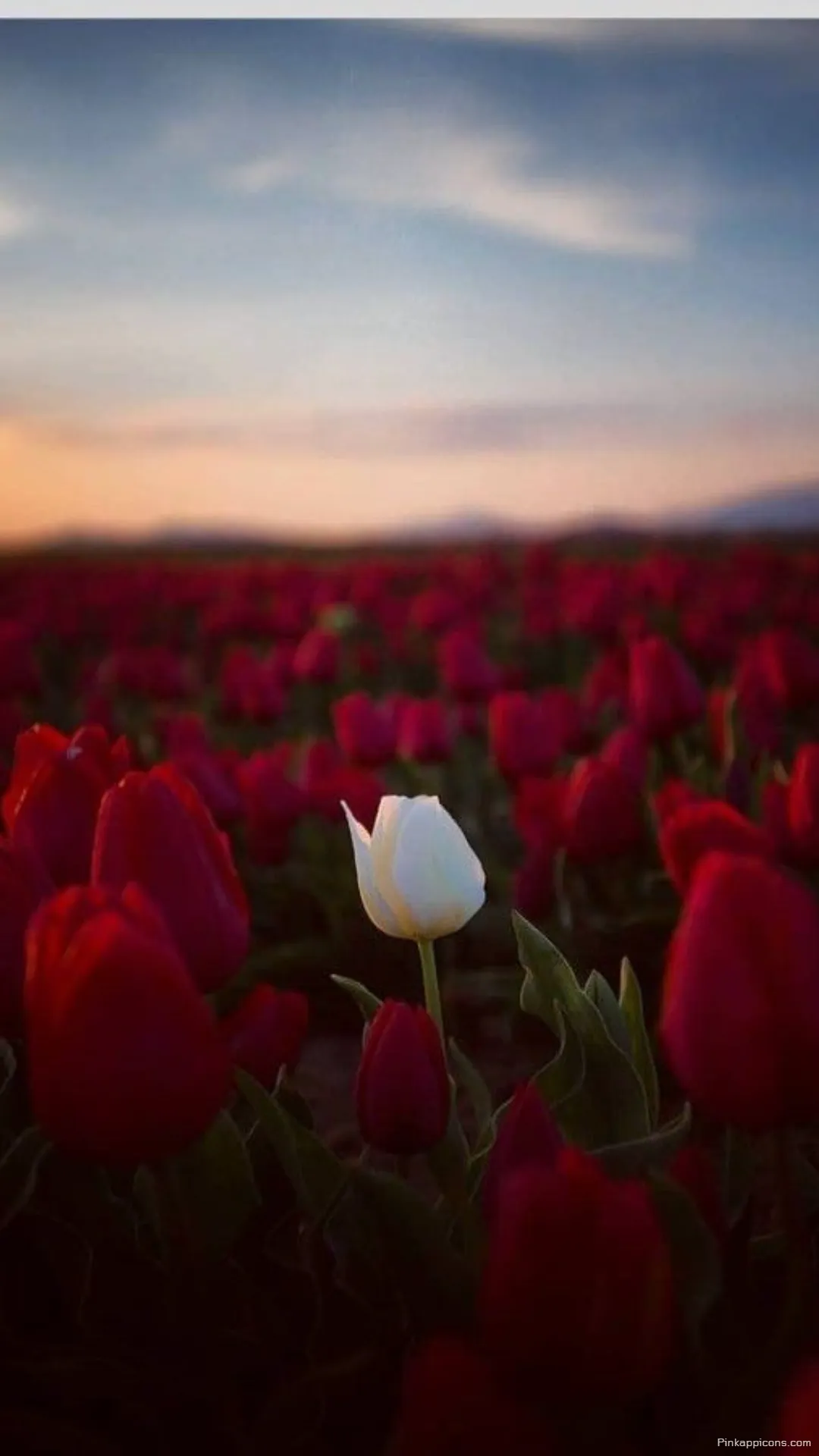 A Unique White Rose Wallpaper Standing Out in a Field of Red Tulips A Unique White Rose Wallpaper Standing Out in a Field of Red Tulips