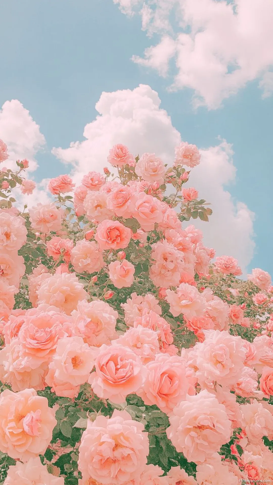 Aesthetic Pink Roses Spring Wallpaper for Phone Aesthetic Pink Roses Spring Wallpaper for Phone