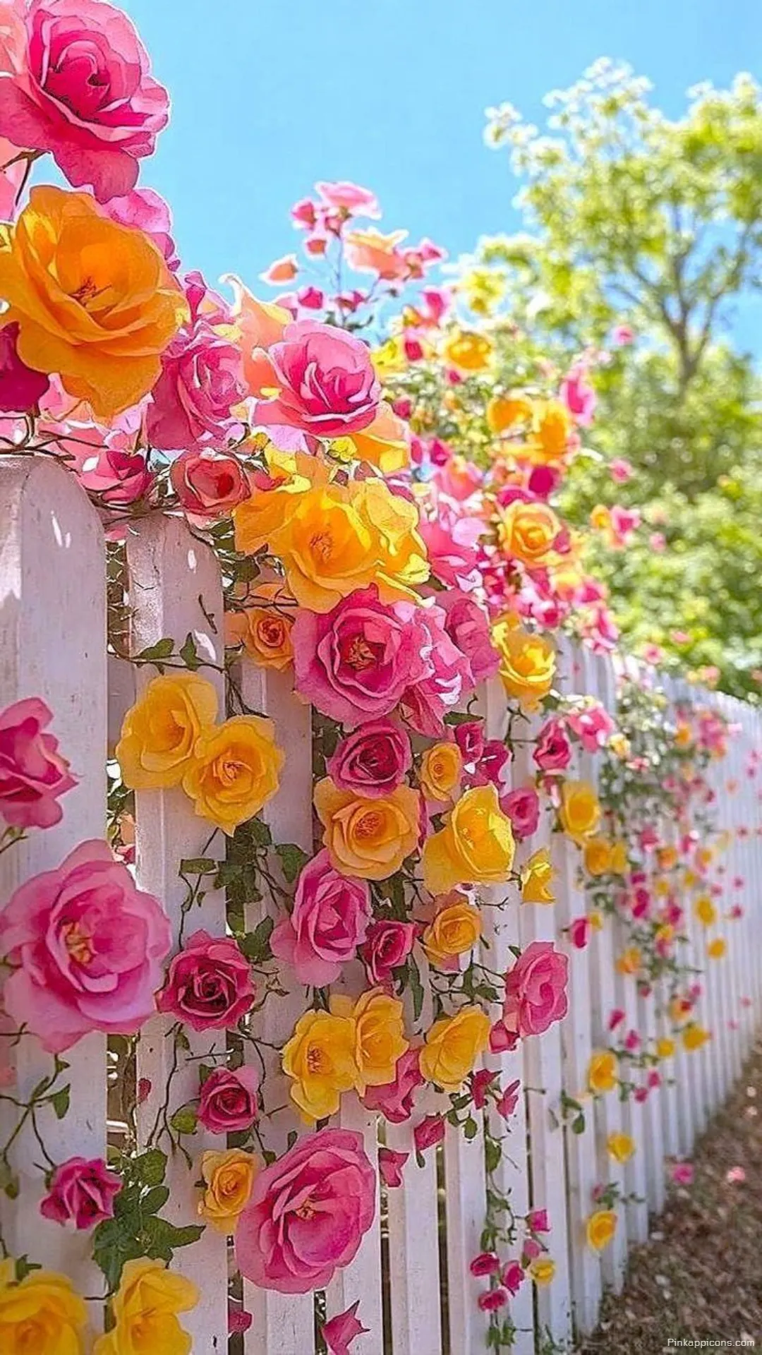 Aesthetic Rose Spring Wallpaper for Mobile Background Aesthetic Rose Spring Wallpaper for Mobile Background