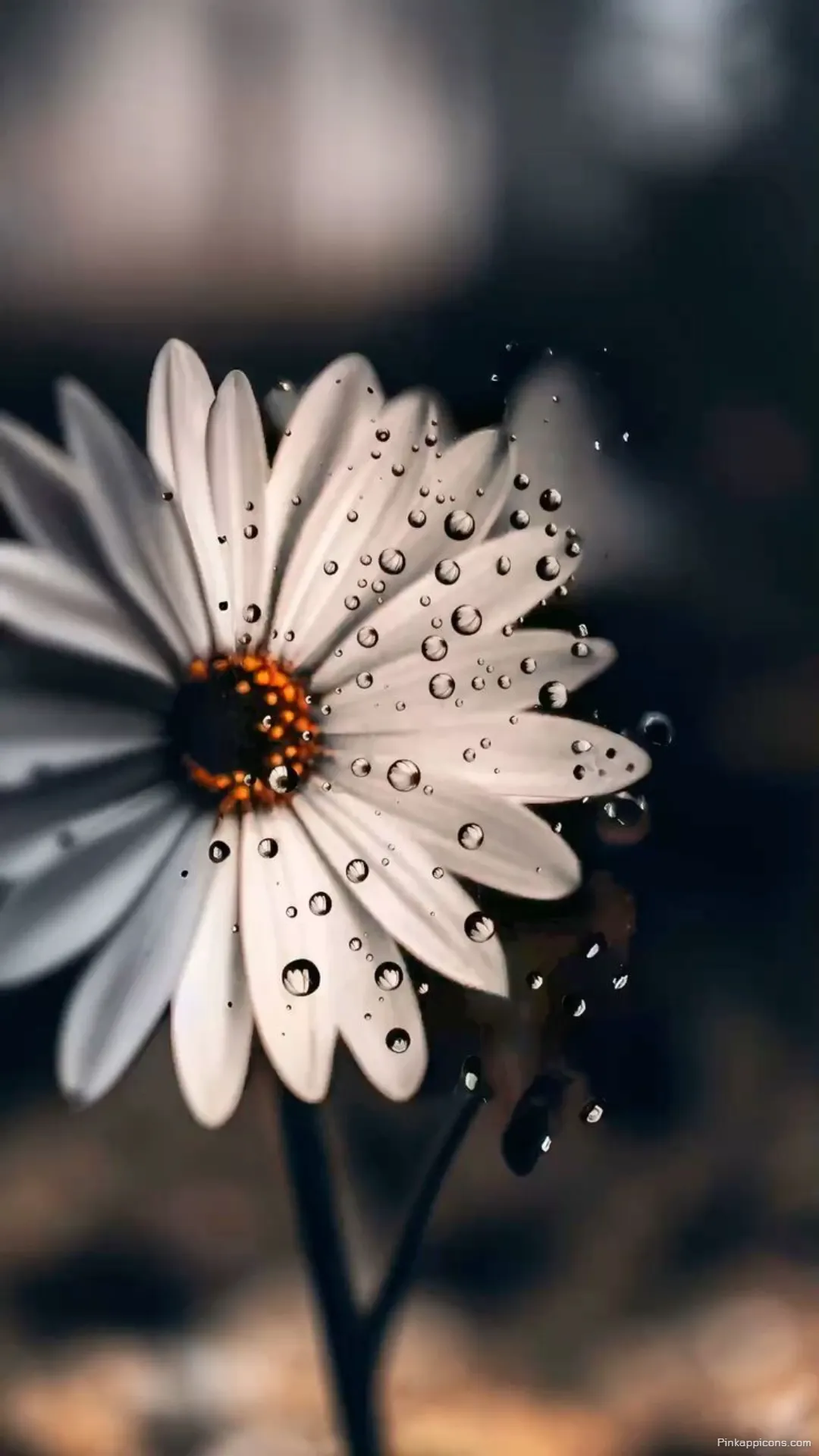Artistic Water Drops on a Flower Wallpaper The Perfect Beautiful Cute Wallpaper Phone Artistic Water Drops on a Flower Wallpaper The Perfect Beautiful Cute Wallpaper Phone.