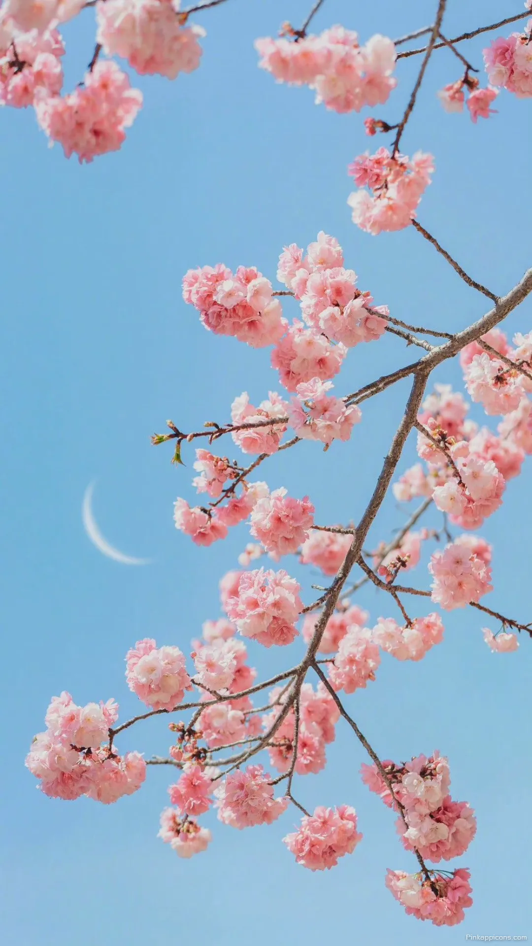 Beautiful Cherry Blossom Spring Wallpaper for Phone Beautiful Cherry Blossom Spring Wallpaper for Phone