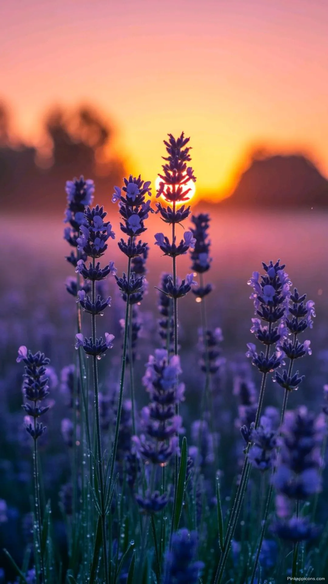 Beautiful Floral Sunset Wallpaper with Dewdrop Beautiful Floral Sunset Wallpaper with Dewdrop