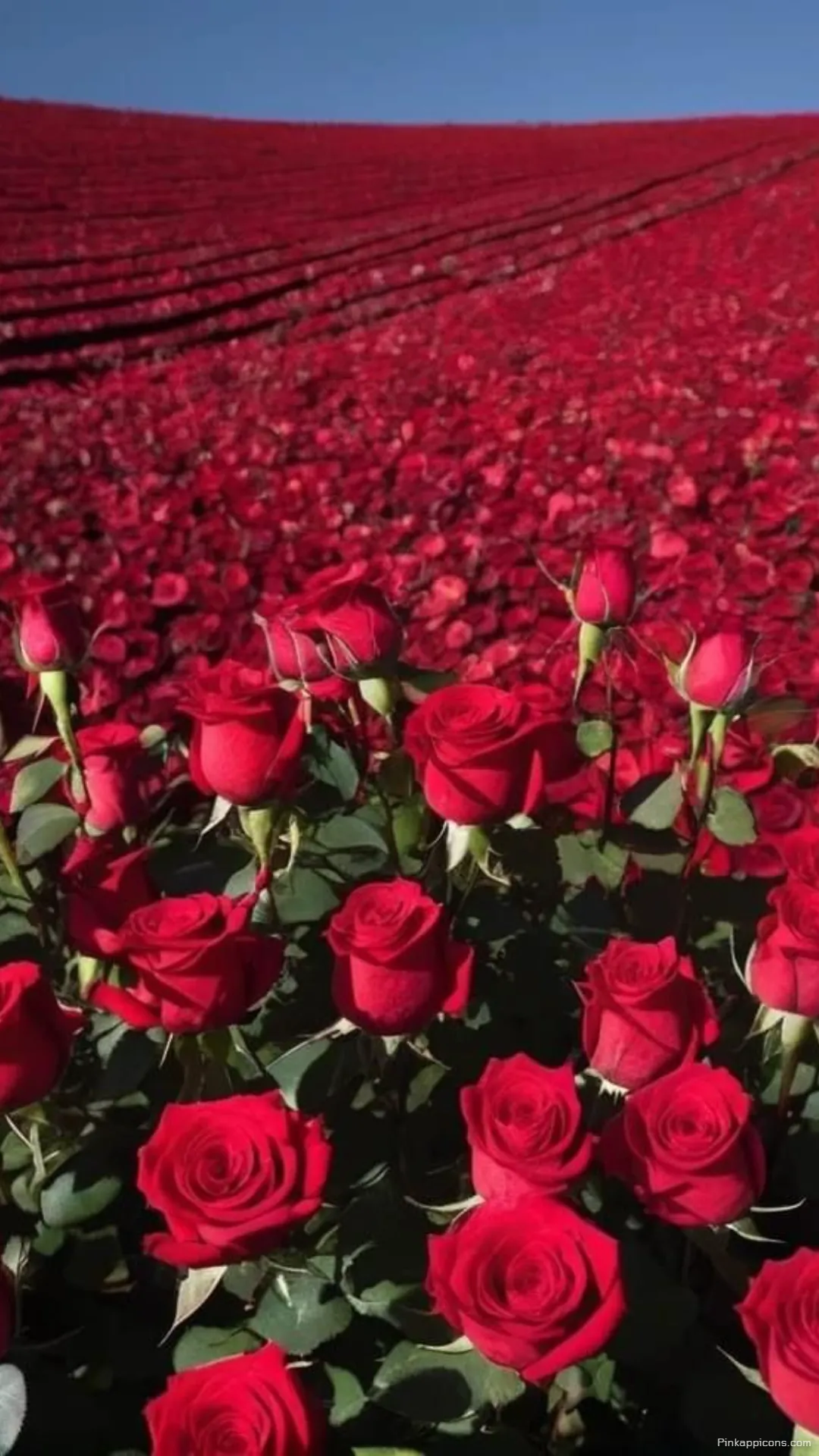 Beautiful Red Rose Wallpaper Field under Blue Sky Expansive Floral Display for Mobile Beautiful Red Rose Wallpaper Field under Blue Sky – Expansive Floral Display for Mobile