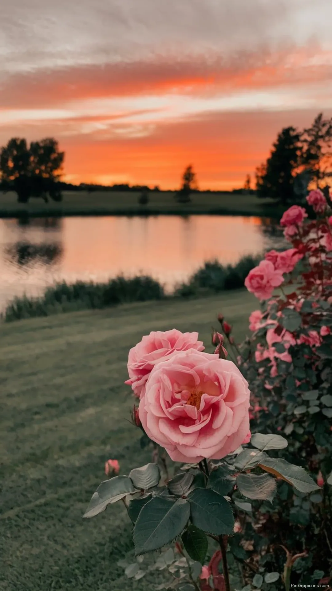Beautiful Sunset Rose Wallpaper Vibrant Pink Blooms by a Calm Lake for Mobile Beautiful Sunset Rose Wallpaper – Vibrant Pink Blooms by a Calm Lake for Mobile