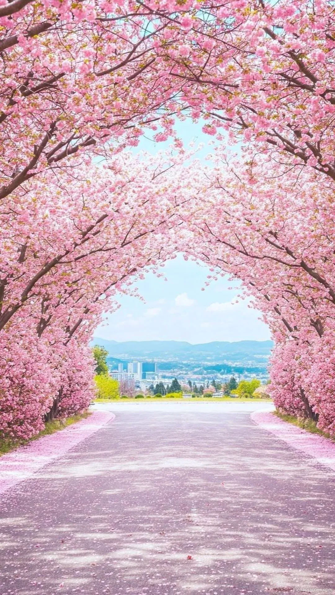 Cherry Blossom Arch Spring Wallpaper for Phone Cherry Blossom Arch Spring Wallpaper for Phone