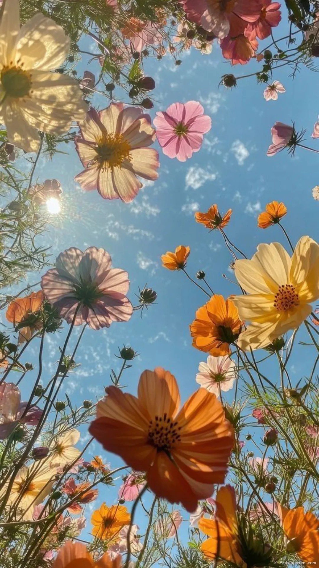 Cosmos Flowers Spring Wallpaper for Phone Cosmos Flowers Spring Wallpaper for Phone
