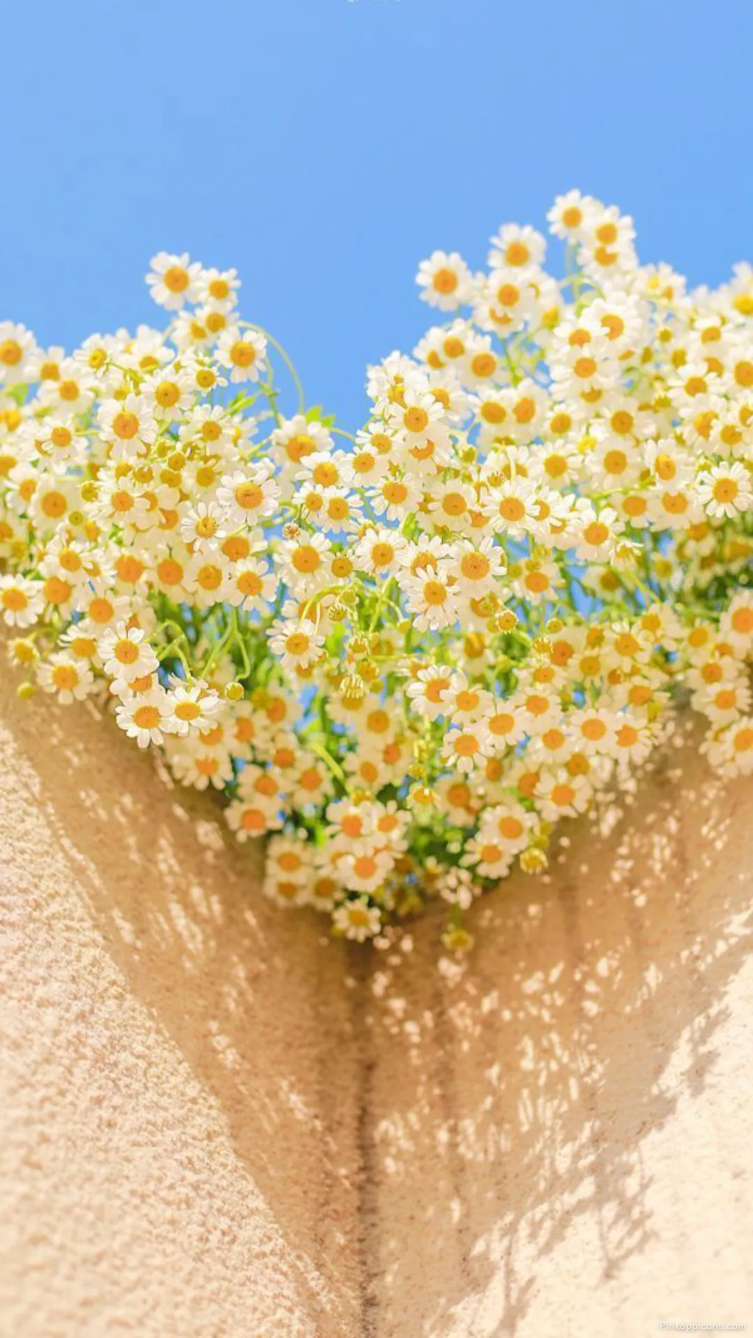 Daisies Spring Wallpaper for Phone Background Daisies Spring Wallpaper for Phone Background