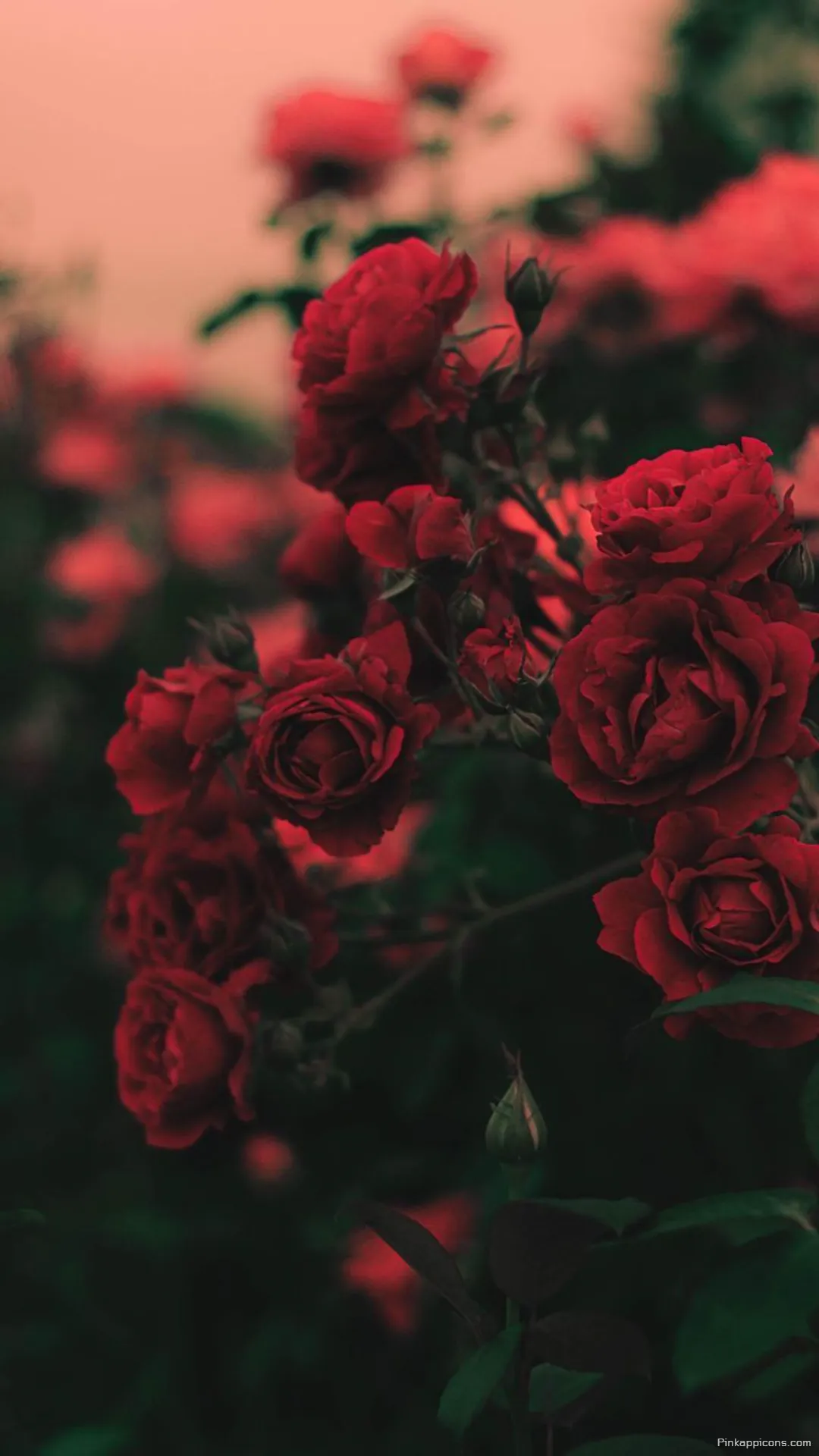 Dark and Moody Rose Wallpaper A Captivating Bunch of Red Roses for Phones Dark and Moody Rose Wallpaper A Captivating Bunch of Red Roses for Phones