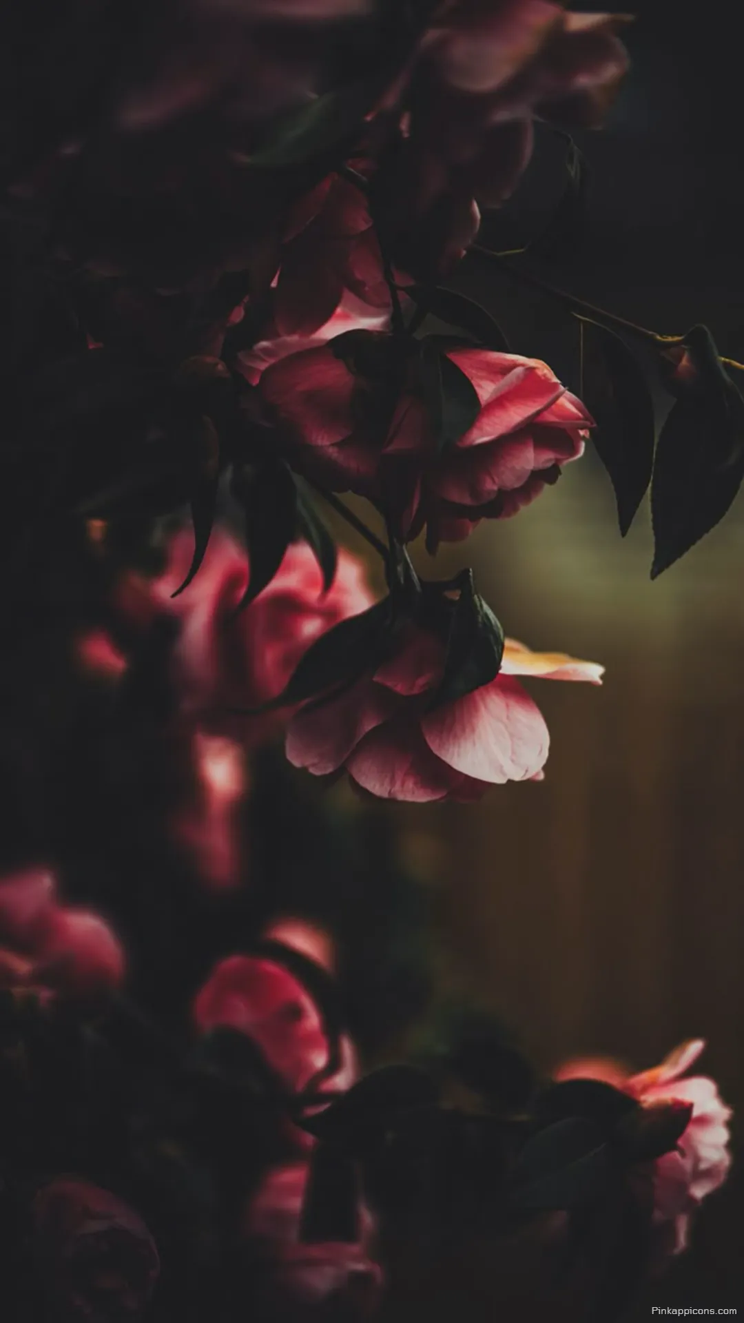 Dark and Moody Rose Wallpaper Elegant Pink Roses for a Cinematic Phone Screen Dark and Moody Rose Wallpaper Elegant Pink Roses for a Cinematic Phone Screen
