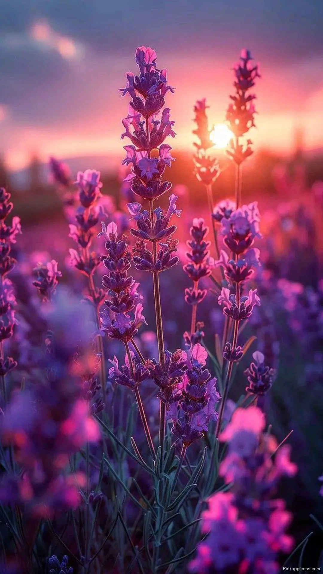 Dreamy Sunset Over Lavender Wallpaper The perfect beautiful cute wallpaper phone Dreamy Sunset Over Lavender Wallpaper The perfect beautiful cute wallpaper phone.