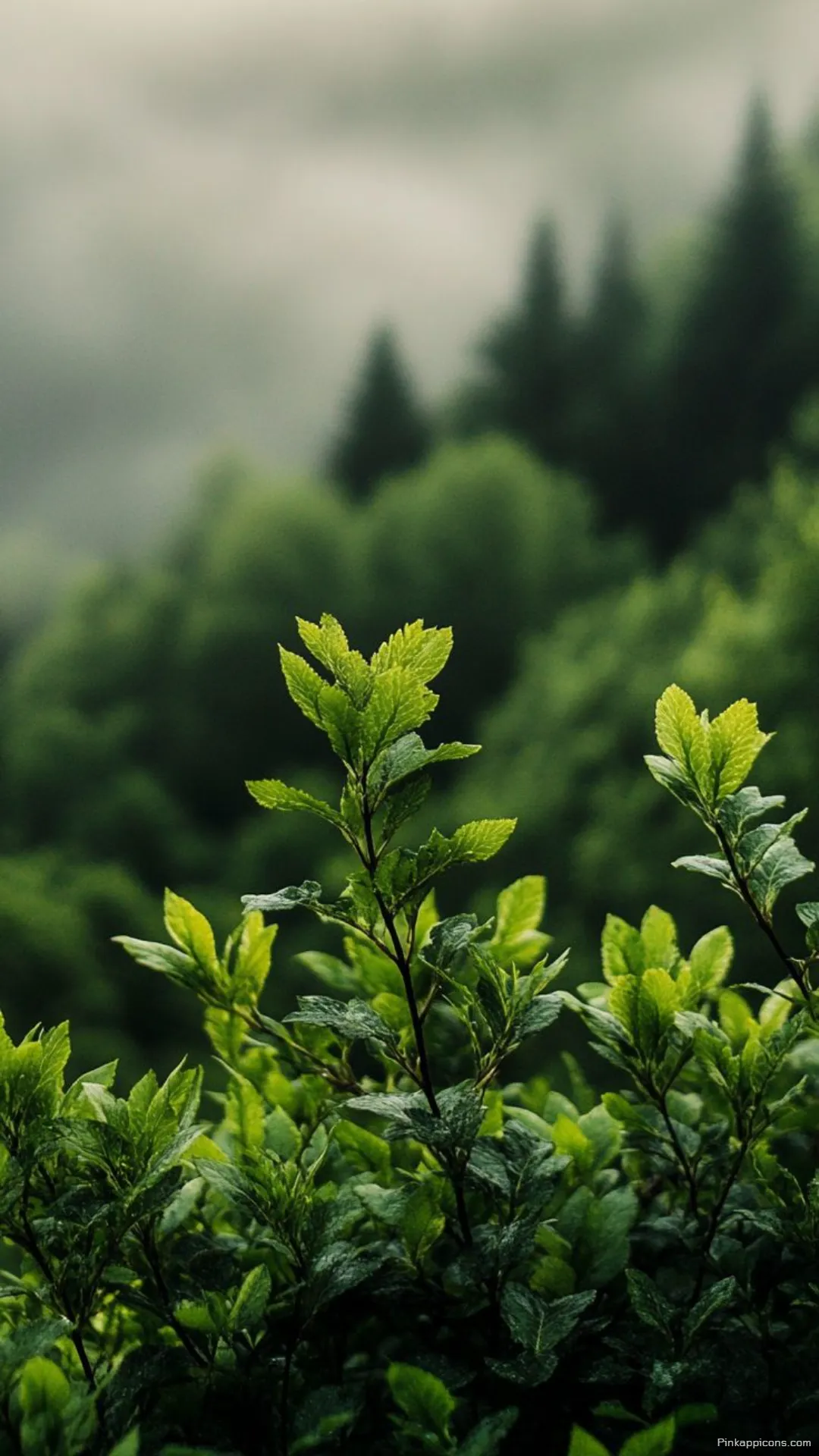 Foggy Forest Nature Wallpaper for Phone Green Leaves in the Mist Foggy Forest Nature Wallpaper for Phone Green Leaves in the Mist
