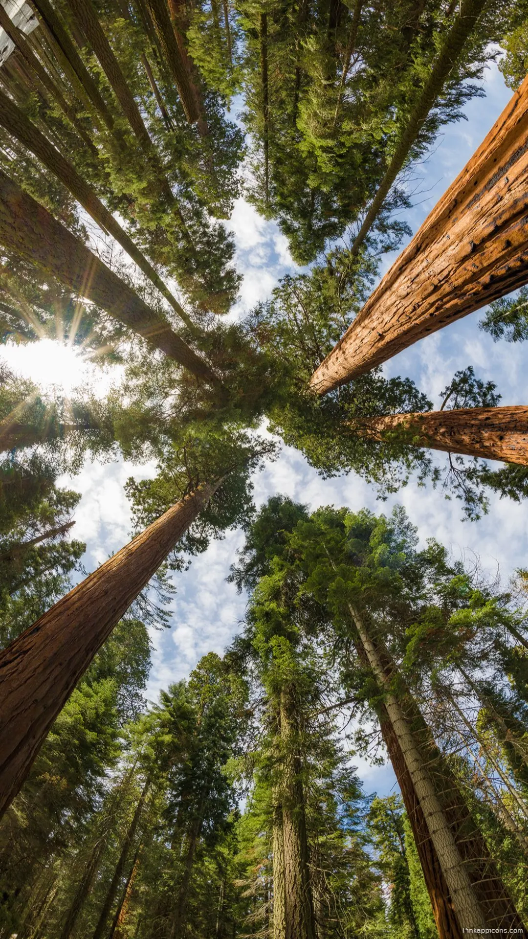 Forest Wallpaper of Majestic Redwood Trees Viewed from Below for Phones Forest Wallpaper of Majestic Redwood Trees Viewed from Below for Phones