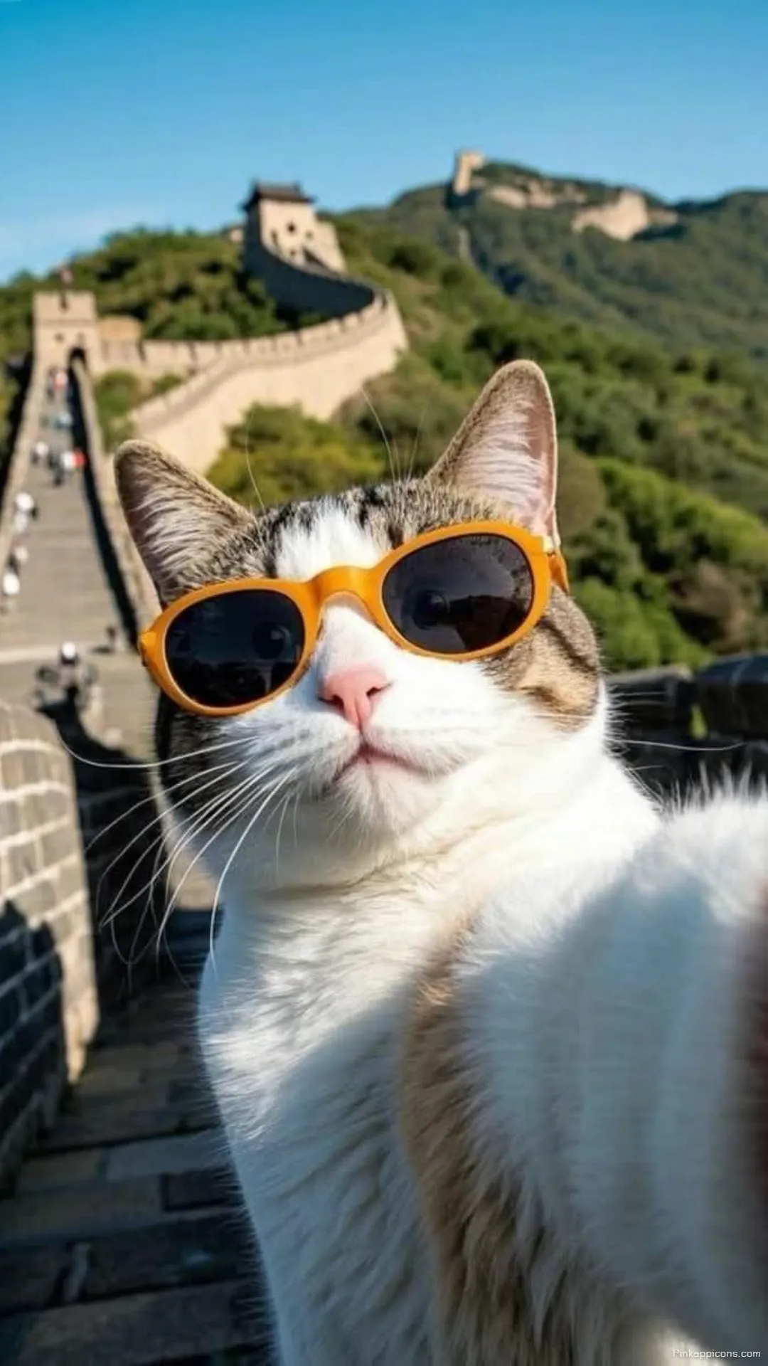 Funny Cat Selfie Wallpaper Traveling Cat Mobile Background Funny Cat Selfie Wallpaper – Traveling Cat Mobile Background