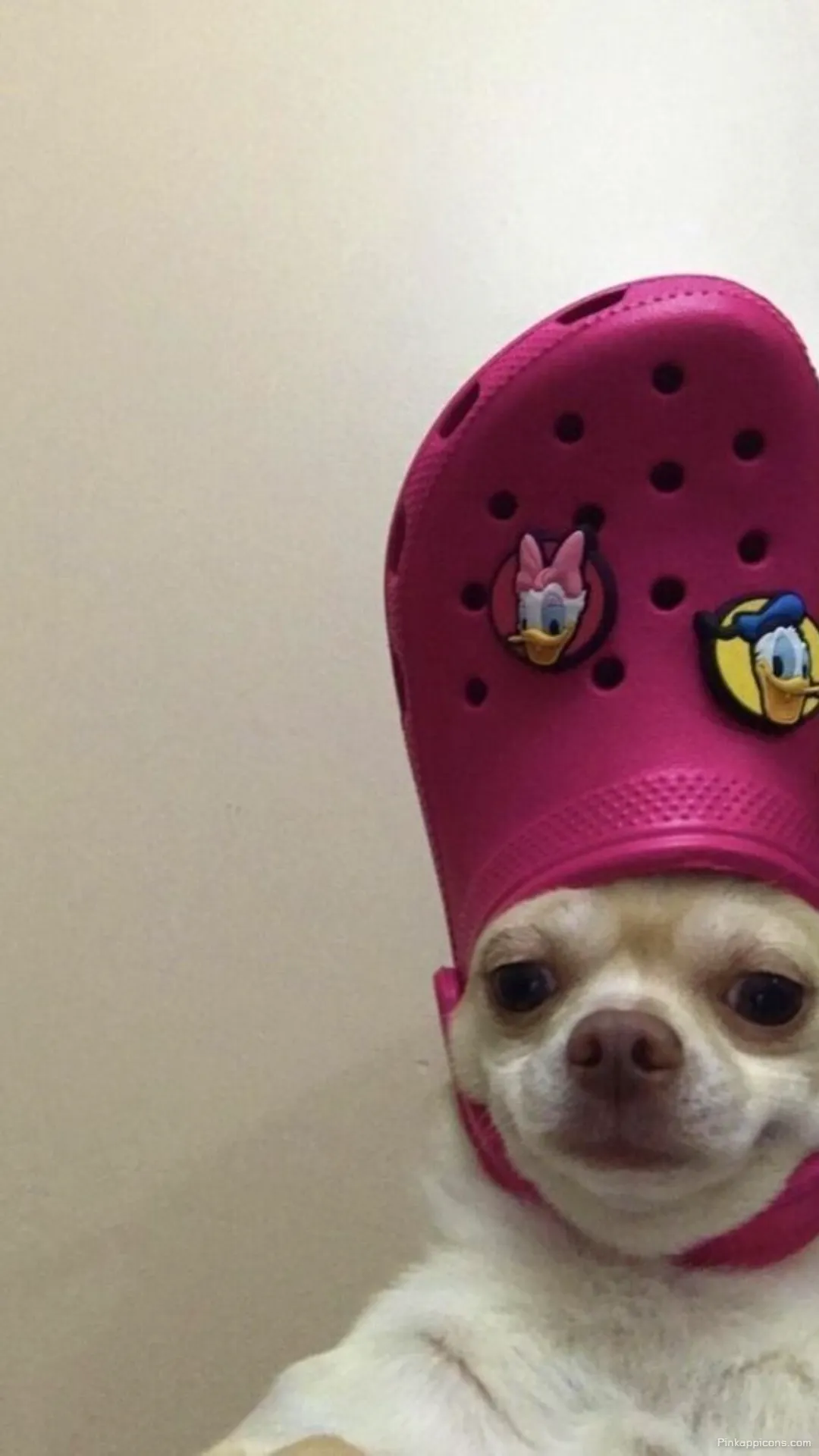 Funny Chihuahua Wallpaper Goofy Dog with a Croc Hat Funny Chihuahua Wallpaper – Goofy Dog with a Croc Hat