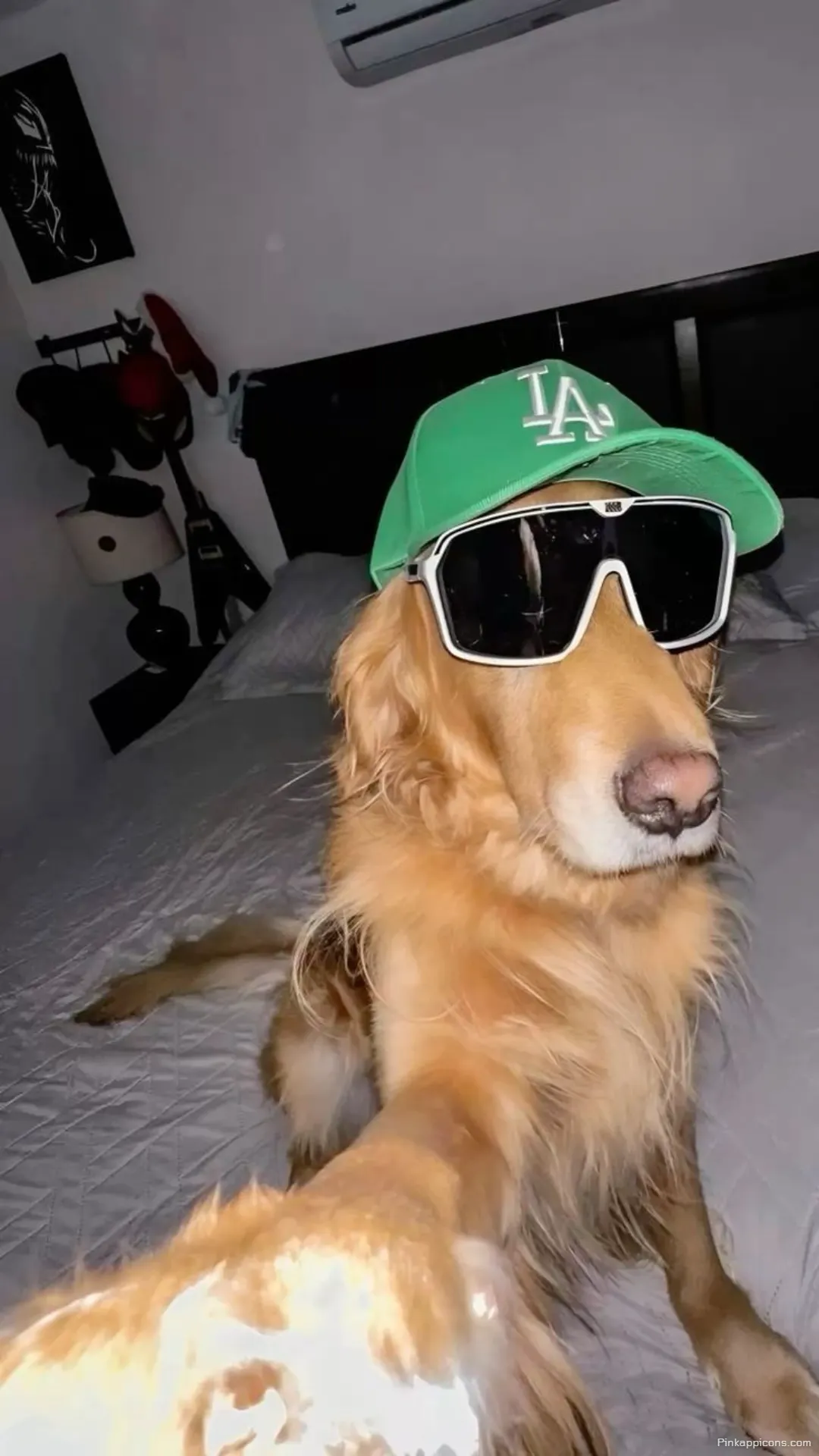 Funny Cool Dog Wallpaper Dog Taking a Selfie Phone Background Funny Cool Dog Wallpaper – Dog Taking a Selfie Phone Background