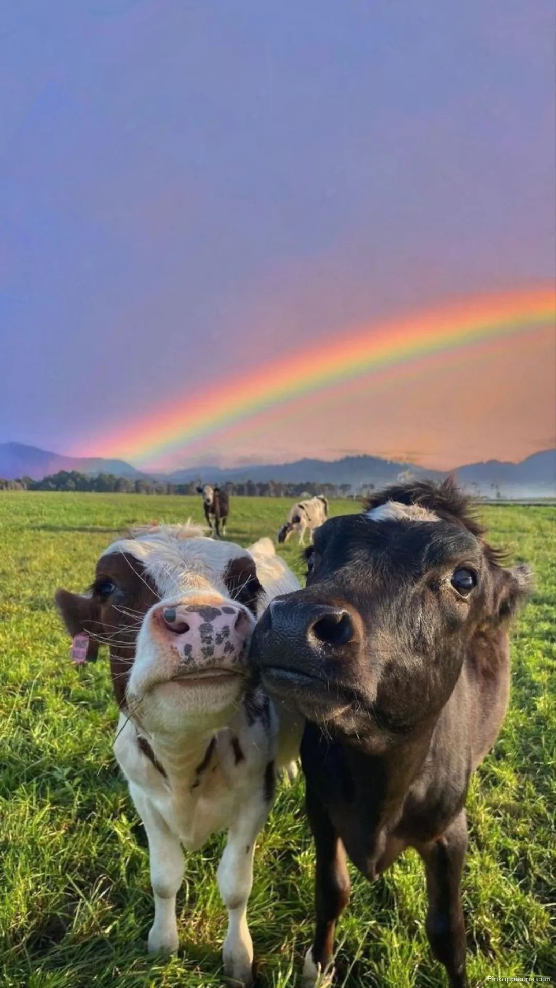 Funny Cow Selfie Wallpaper Quirky Animal Mobile Background Funny Cow Selfie Wallpaper – Quirky Animal Mobile Background